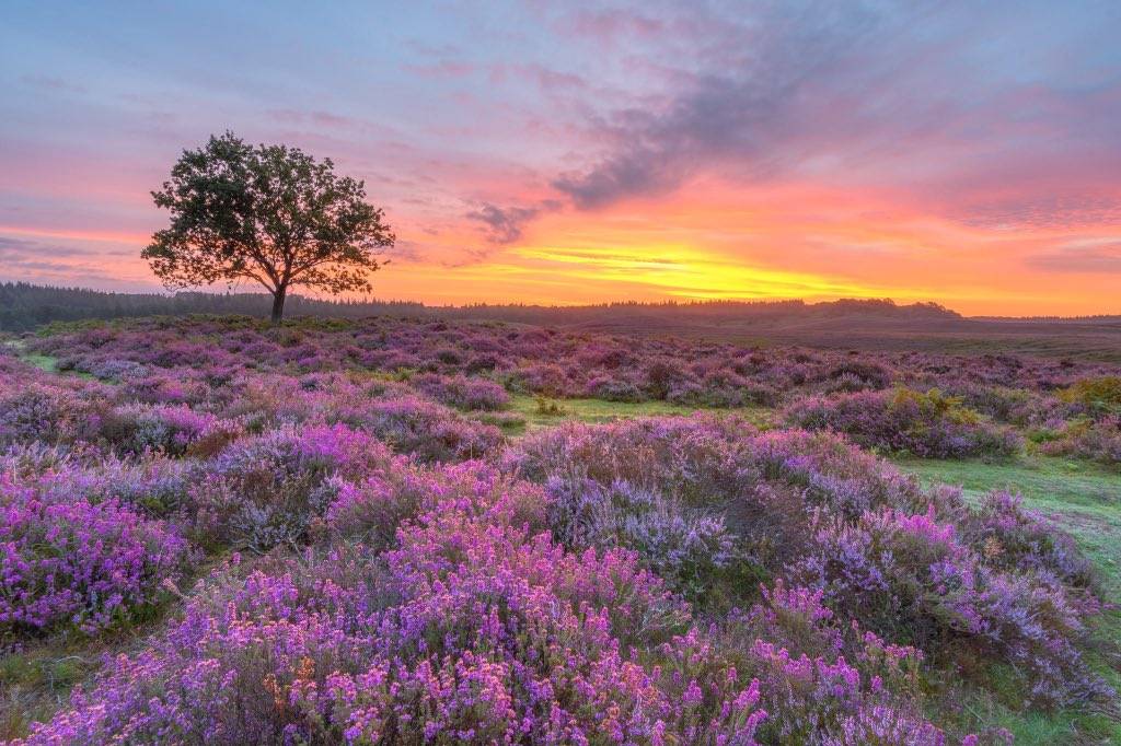 Heather in the New Forest by steven hogan @Steve_Hogan_