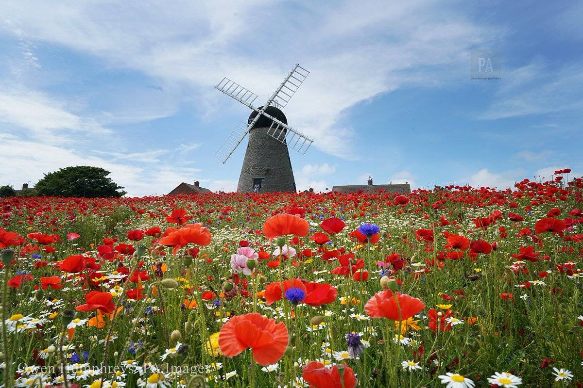 Poppies and wildflowers at Whitburn windmill on the North East by Owen Humphreys @owenhumphreys1