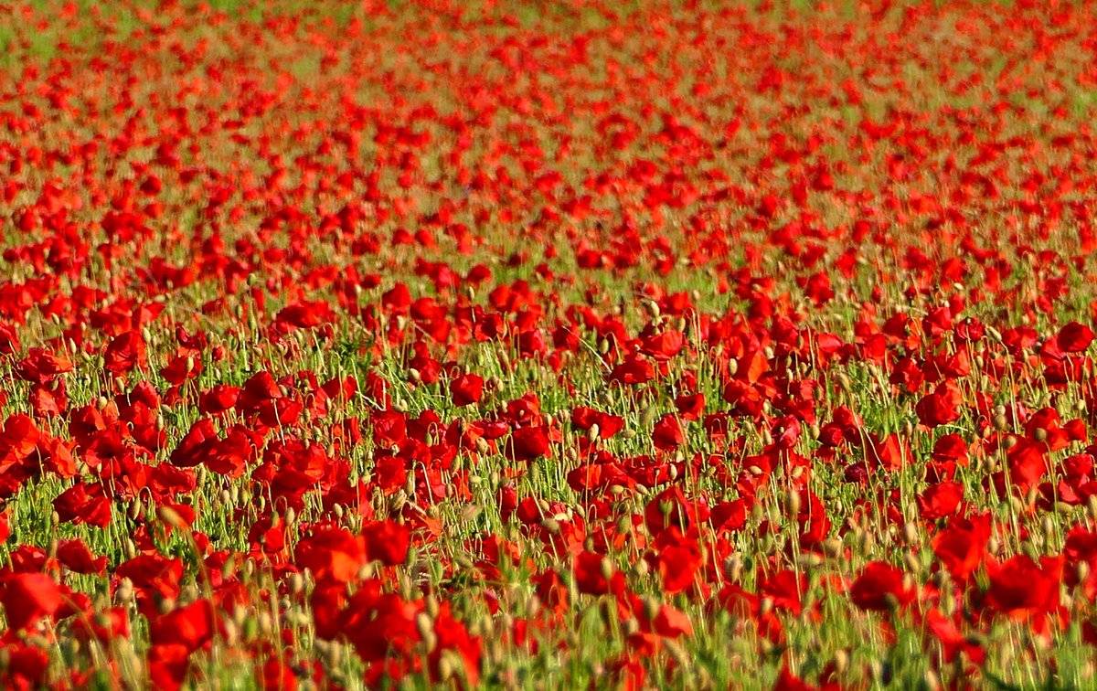 Stunning Poppy field near Corbridge, Hexham, Northumberland by Michael Allan @MRA_99