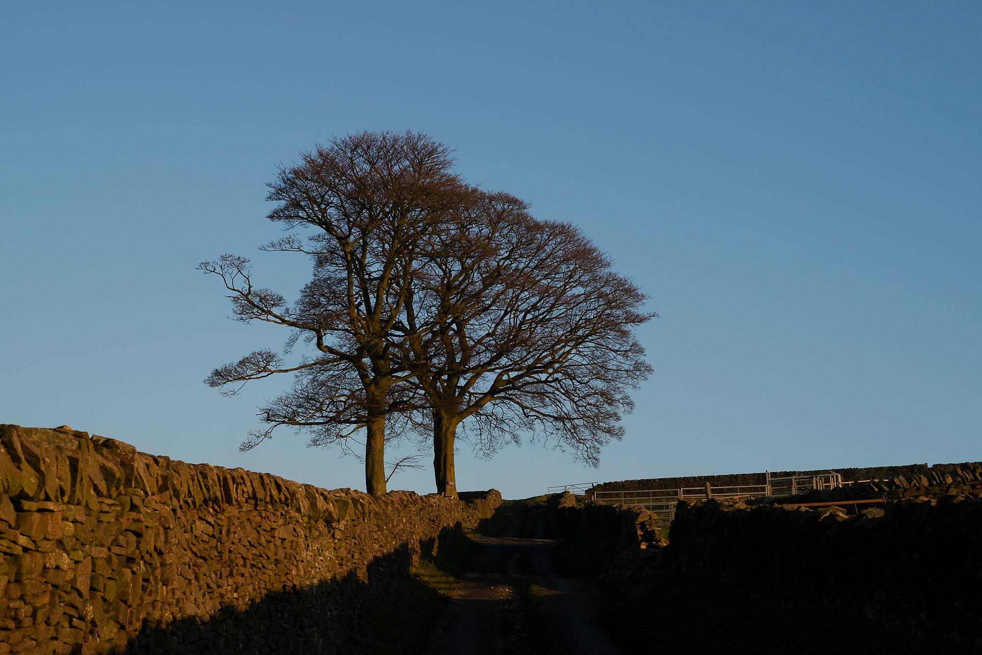 White Balance - Daylight