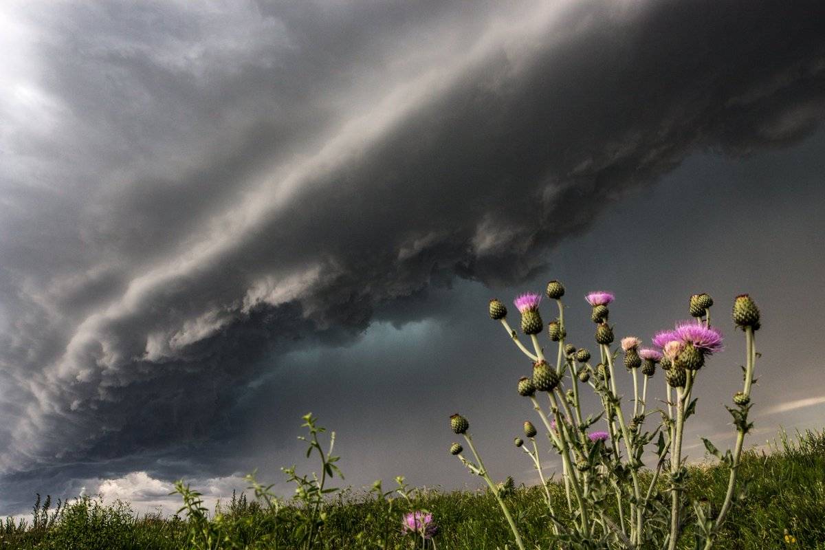 1st Place A tornado-warned supercell looms over wildflowers near Campo, CO by Greg McLaughlin @tornadoGregMc