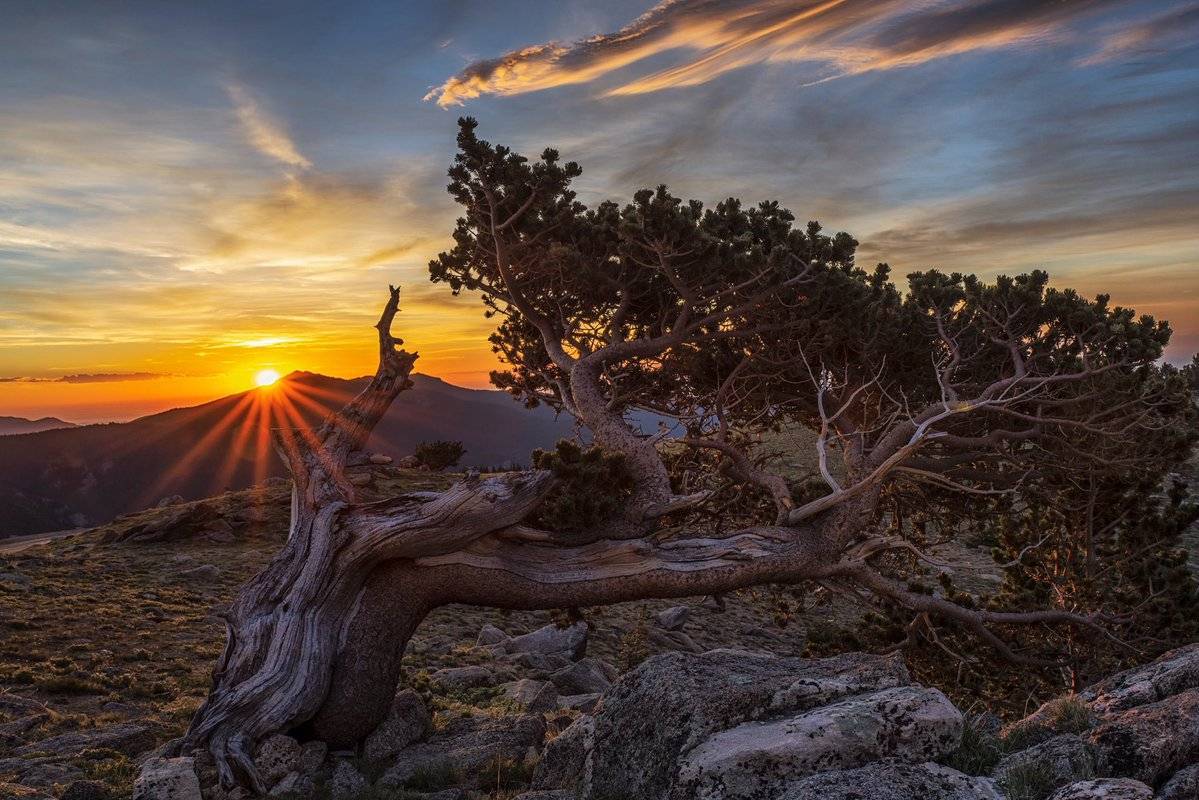 2nd Place An Ancient Bristlecone Pine Tree near Mount Evans, Colorado by Michael Ryno Photo @mnryno34