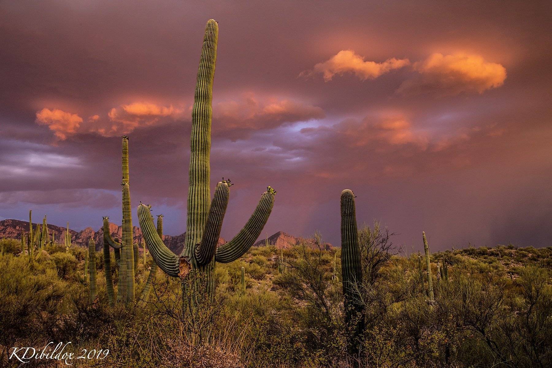 Amazing sunset at Tucson, Arizona by Kate Dibildox @KDibildoxPhoto