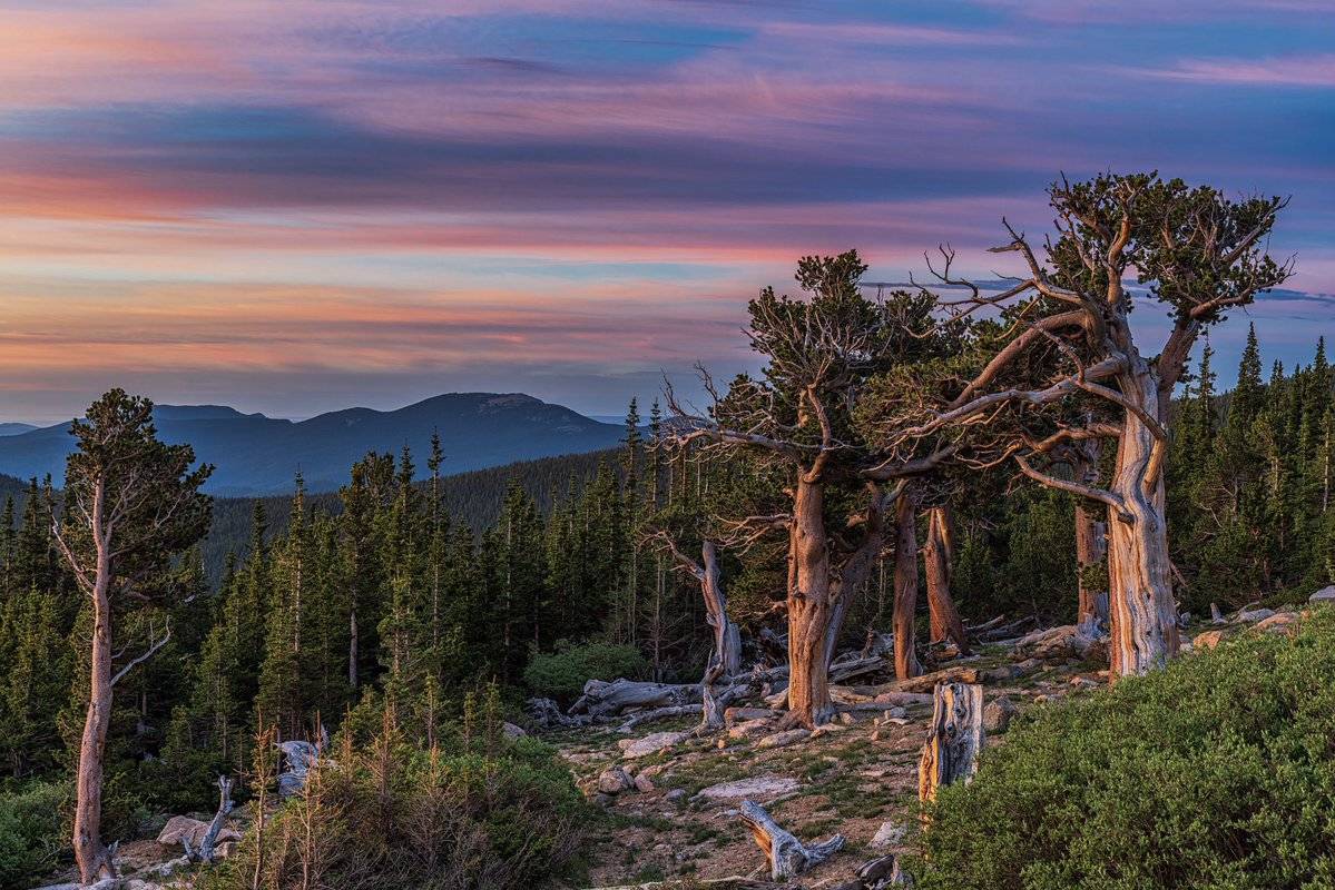 Ancient Bristlecone Pine Trees in Colorado by Michael Ryno Photo @mnryno34