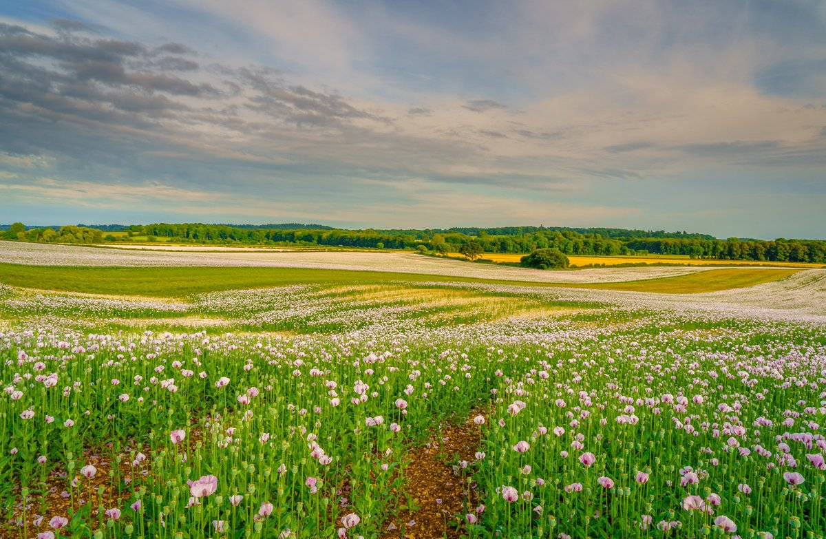 Dorset pink poppies by steven hogan @Steve_Hogan_