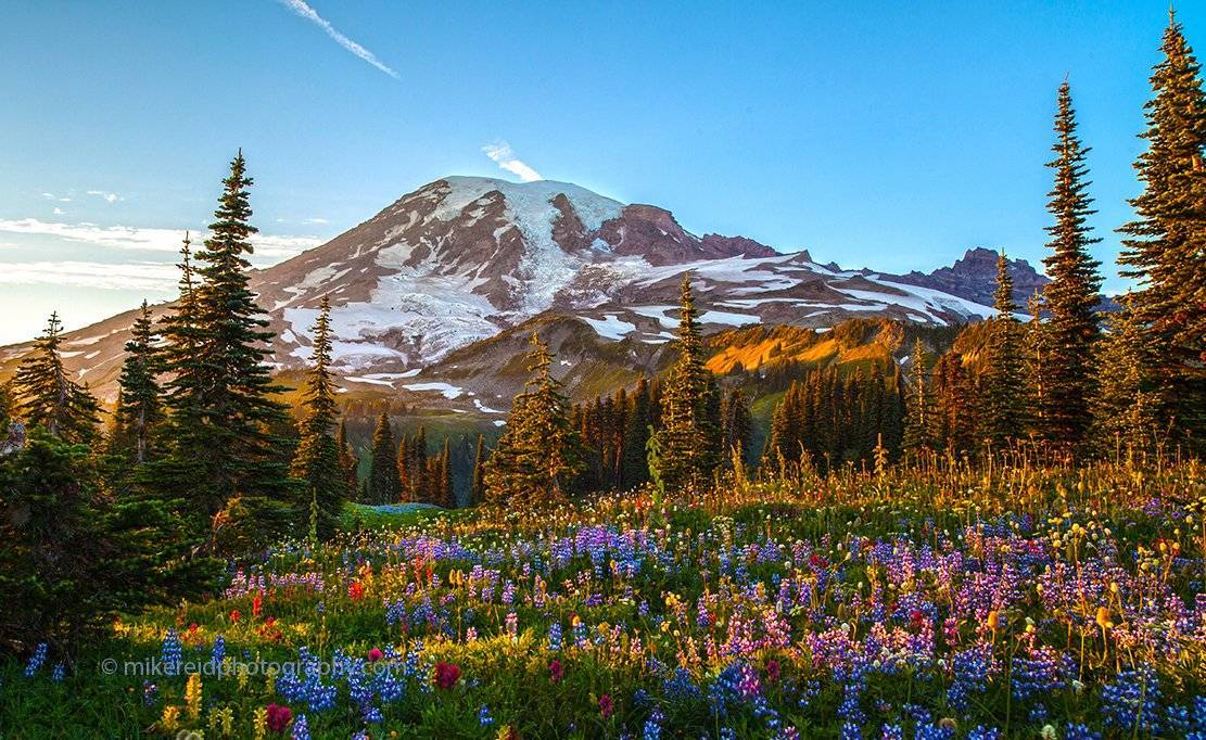 Rainier Wildflower Season by Mike Reid @SeatownNative