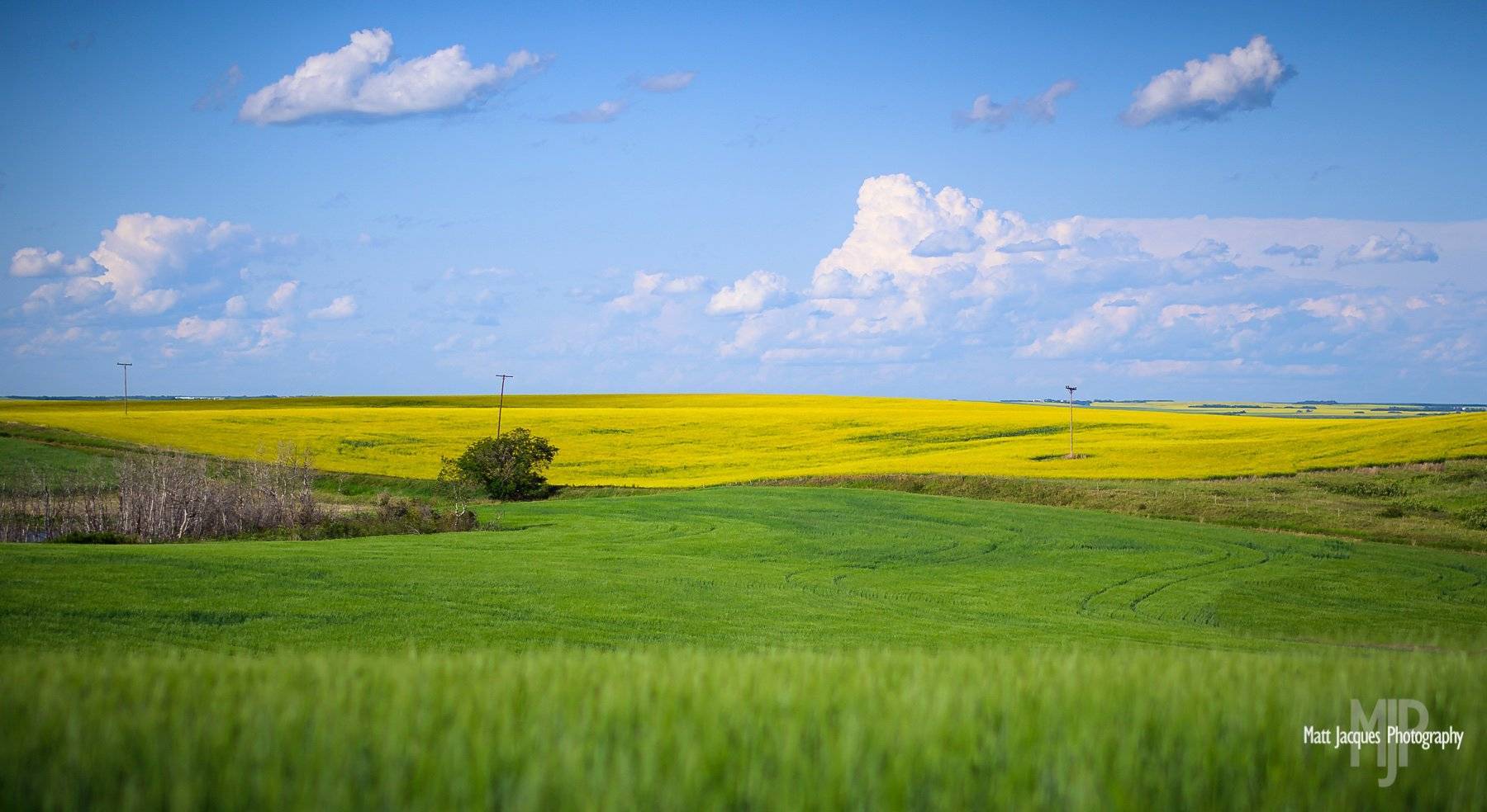 Young wheat and canola crops weave a vivid prairie tapestry not far from Battleford, Saskatchewan by Matt Jacques @MattJacques