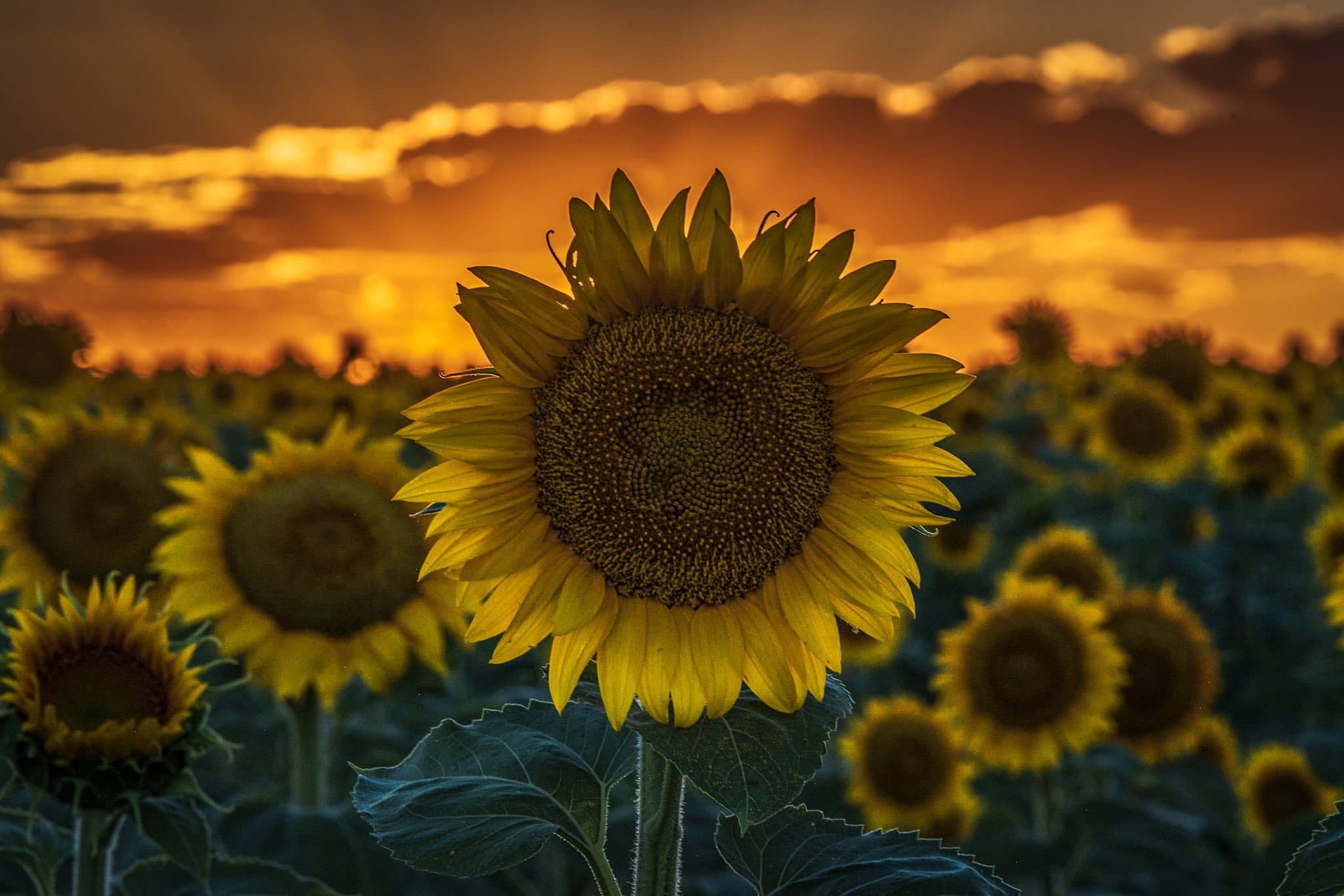 2nd Place A colorful sunset over a sunflower field near Denver International Airport by Michael Ryno Photo @mnryno34