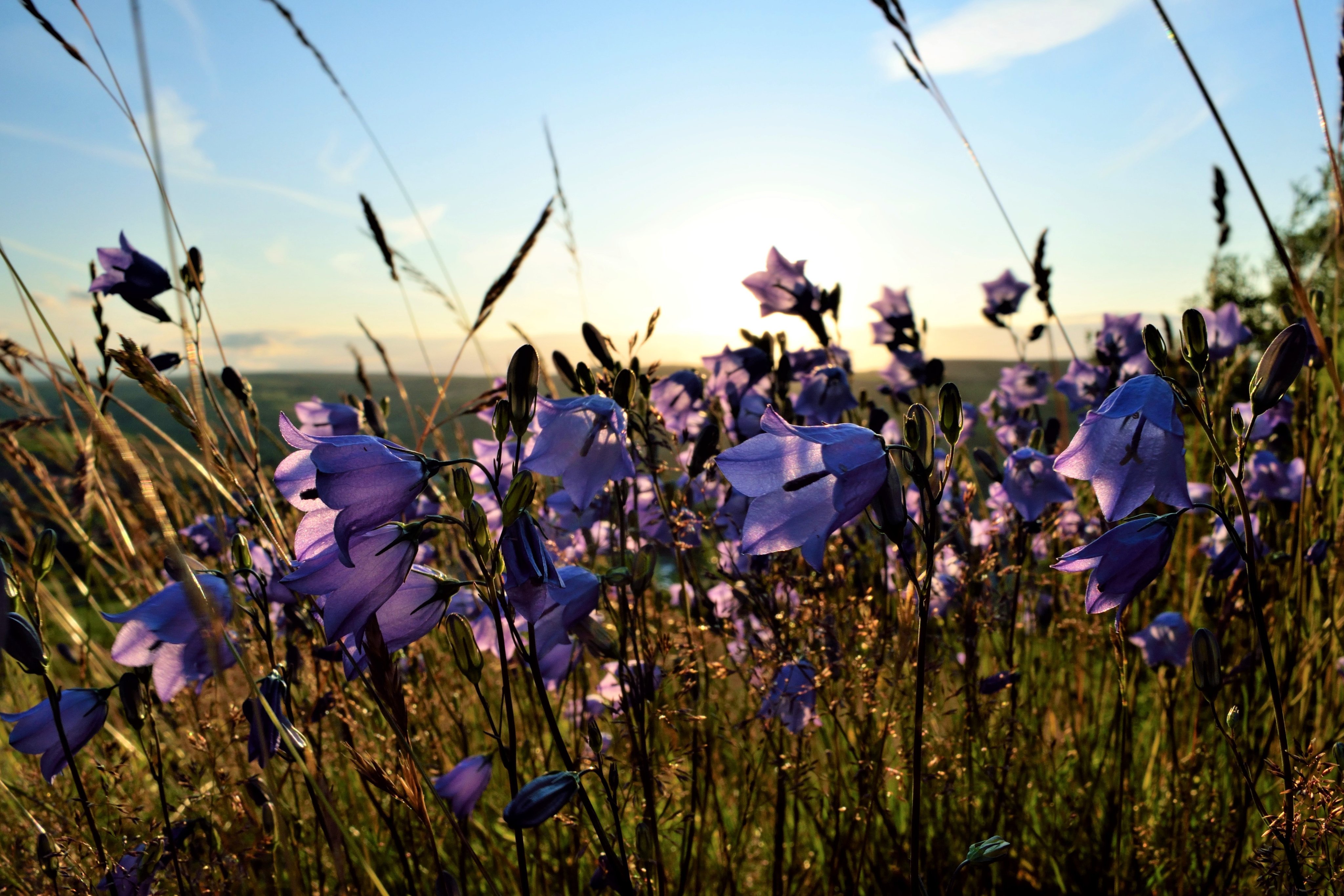 2nd Place Beautiful Bellflowers backlit by the setting sun in Huddersfield, West Yorkshire by Jane Brook @jayceb19