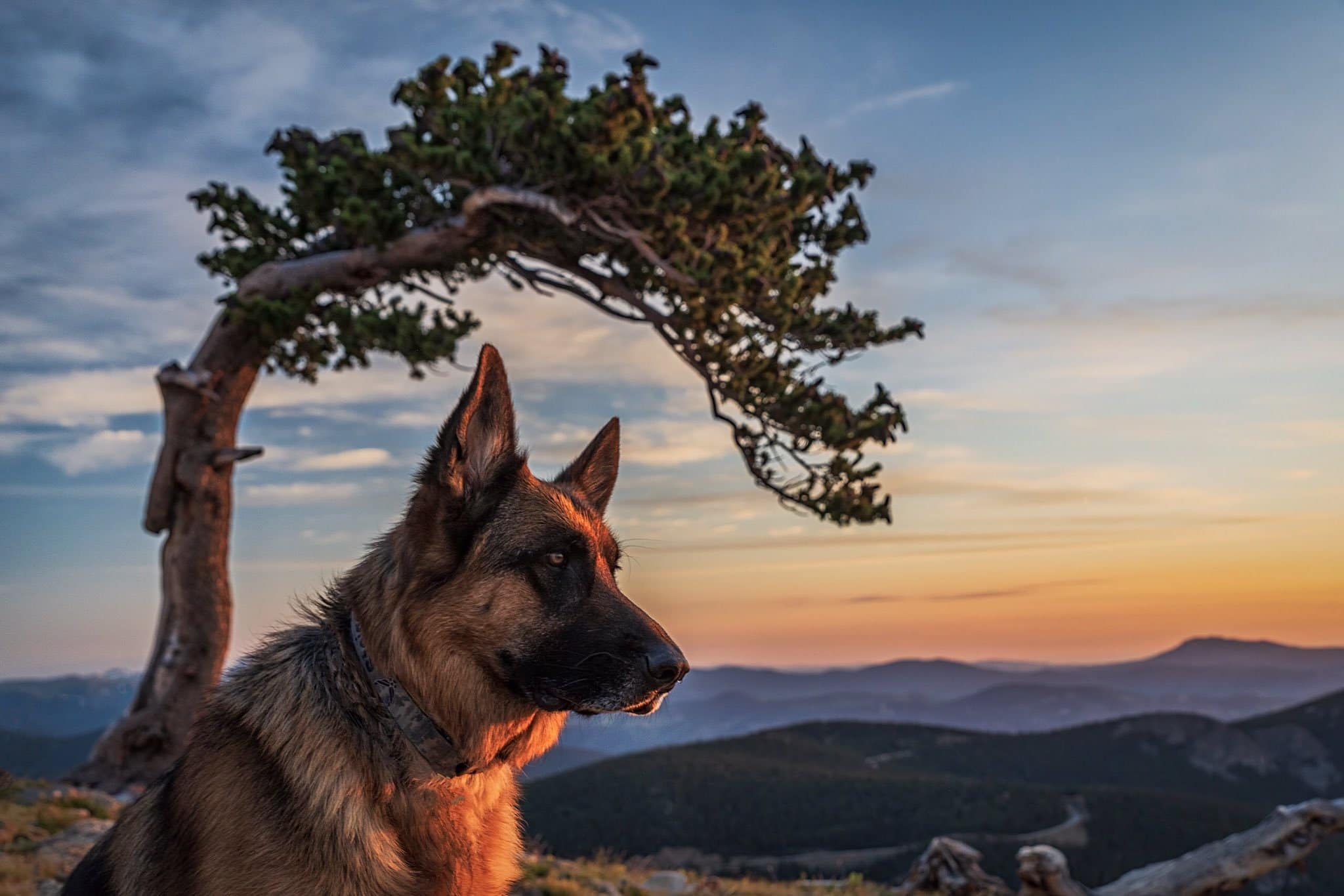 Our pet German Shepherd enjoying a Colorado sunrise by Michael Ryno Photo @mnryno34