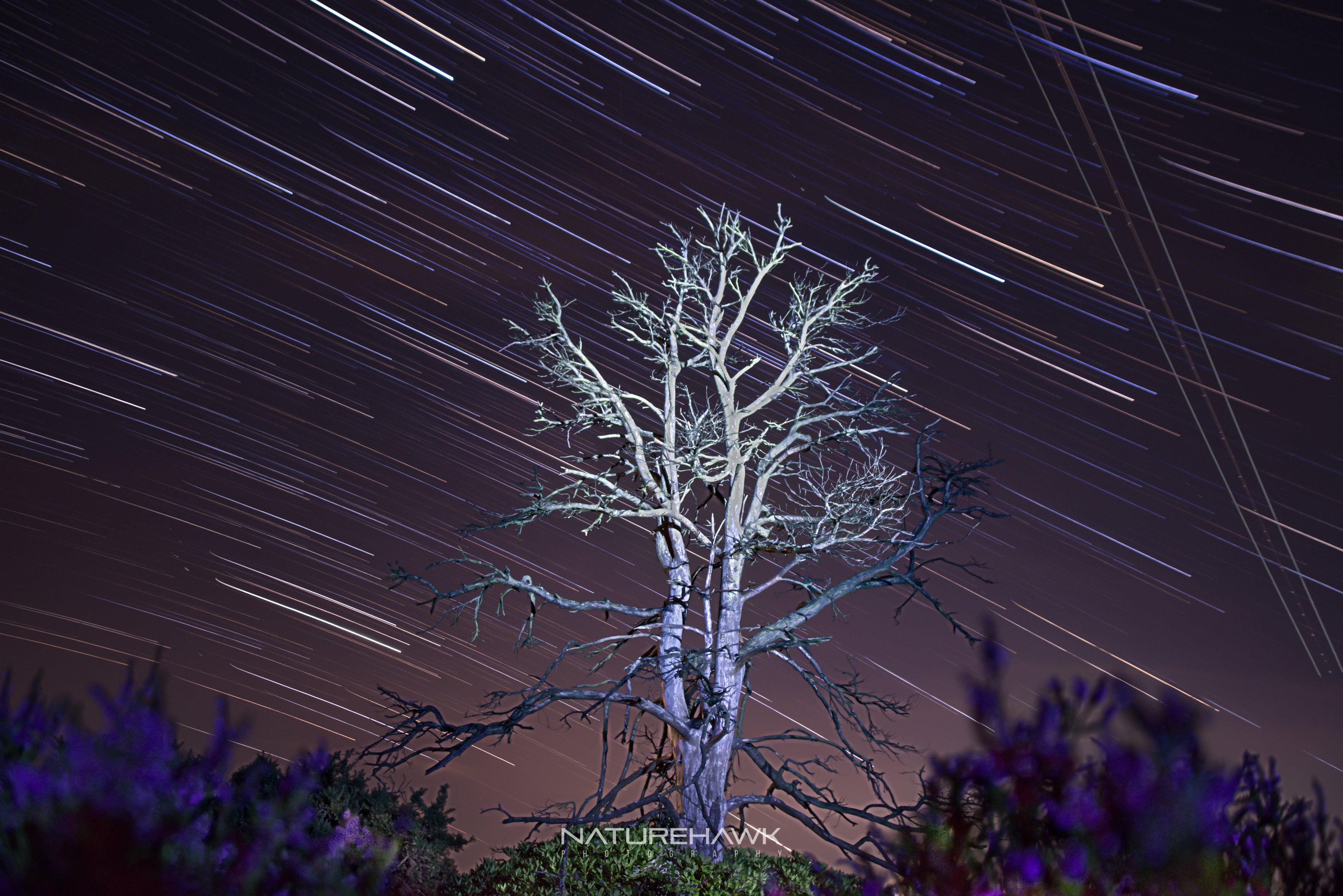 Shooting star trails in the New Forest by Naturehawk Photo @NaturehawkPhoto 