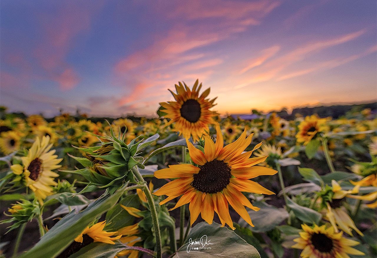Stunning Sunset over Wickham Farms sunflower field in Penfield, NY by Jerome Davis @jdavis2731