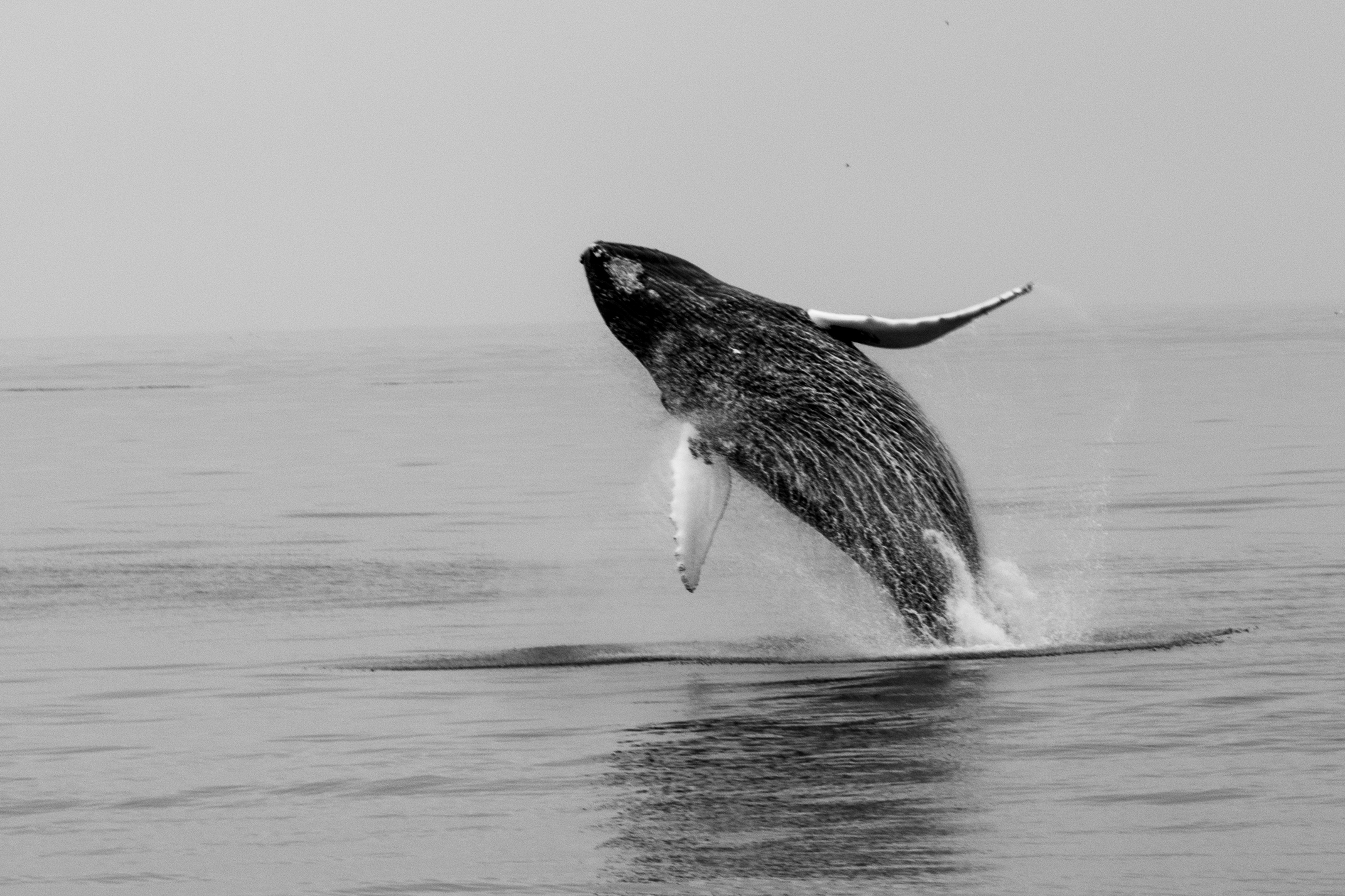 Humpback Whale by Chuck Martin