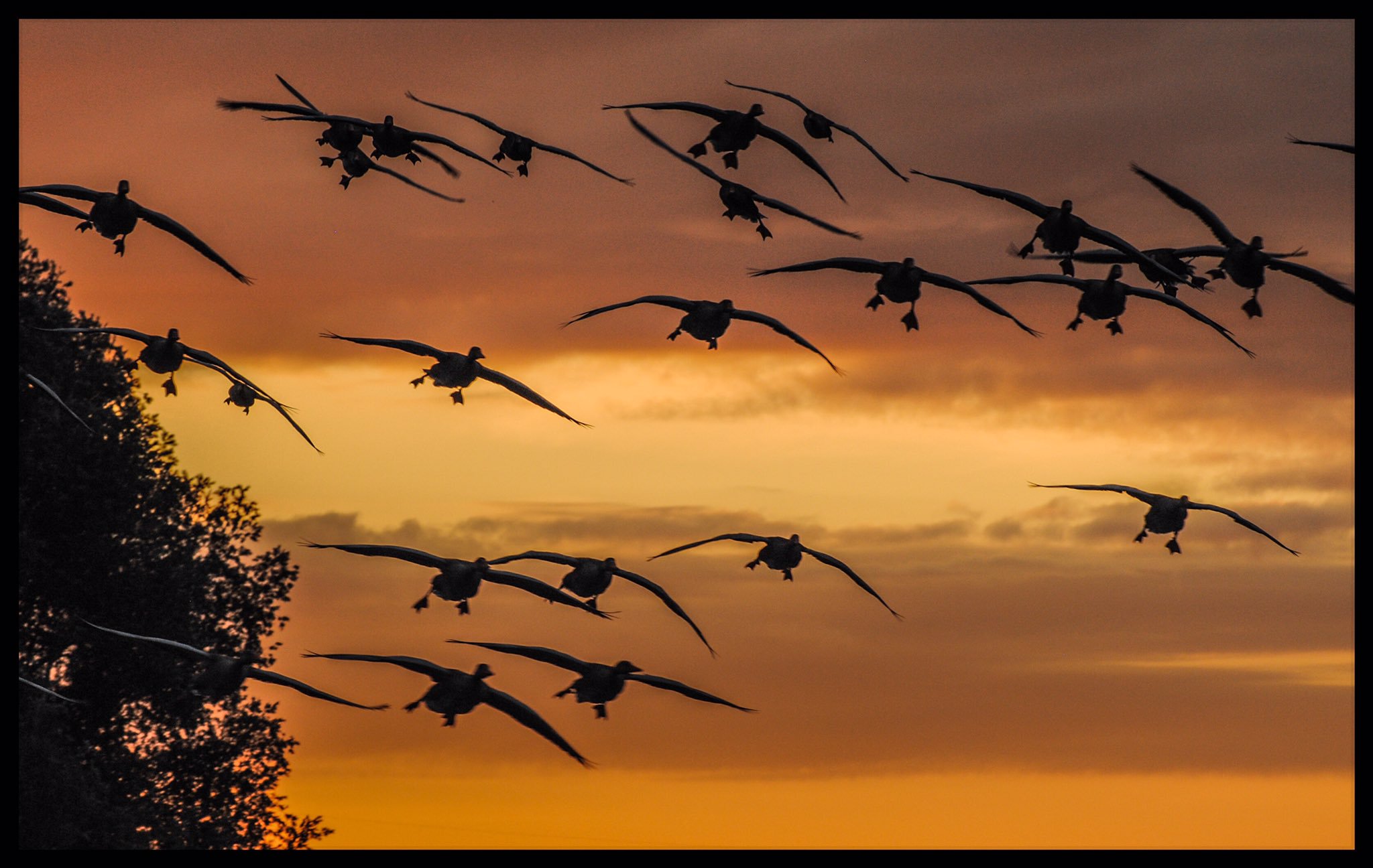 1st Place Geese at sunrise in Ely, Cambridgeshire by Veronica @VeronicaJoPo