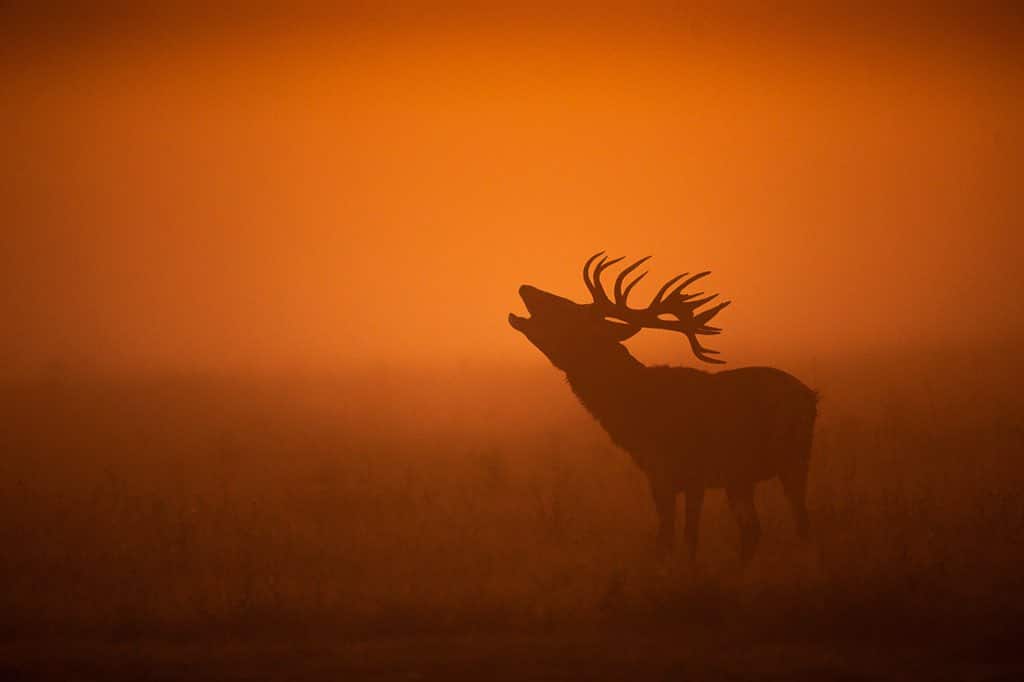 Autumn’s herald. A stag bellows in the mist by Jules Cox @julescoxphoto