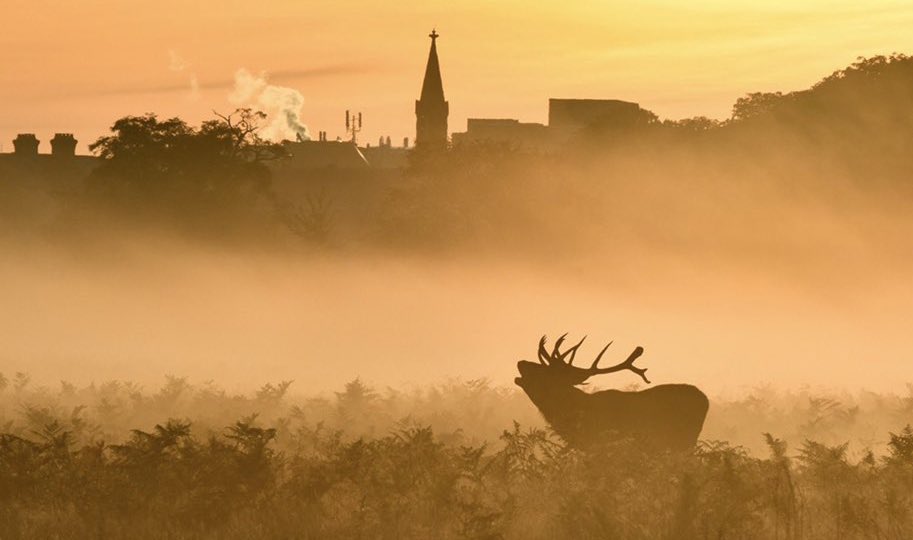 Felt like Autumn in Bushy Park by Amandacook @amandaecook42