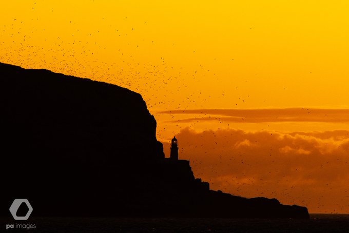 Northern gannets on Bass Rock are silhouetted at dawn, North Berwick, Scotland by Neil Squires @Neil_Squires