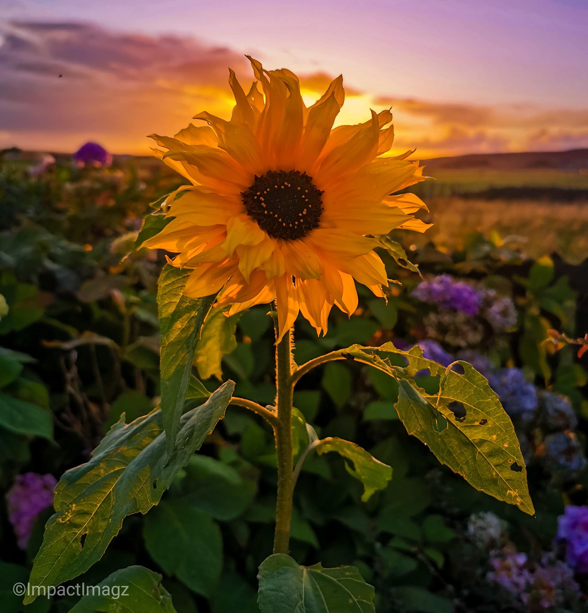 2nd Place A sunflower at sunset in my garden at Gress by Impact Imagz @ImpactImagz