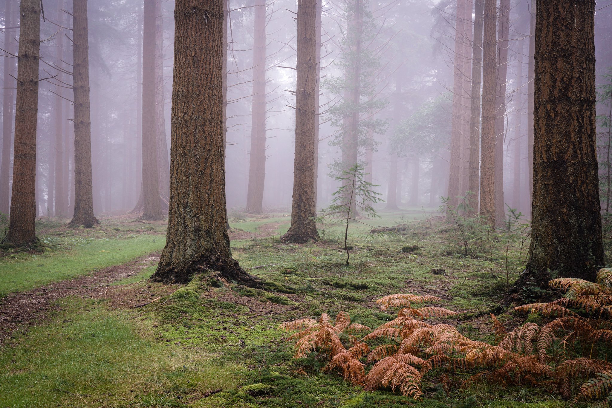 Fog in the New Forest by steven hogan @Steve_Hogan_