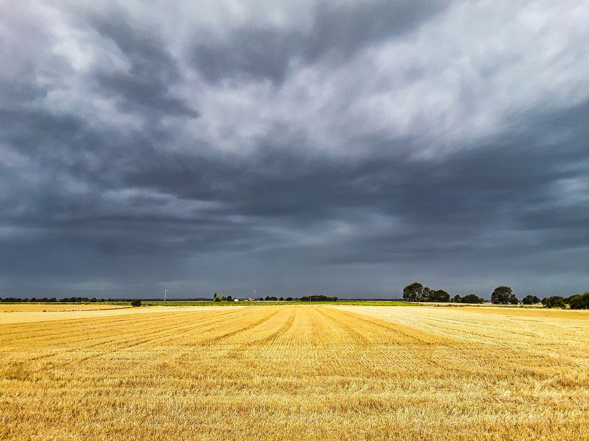 A summer field with a contrasting sky, Cambridgeshire by Christine Mitchell @chris_alpacas