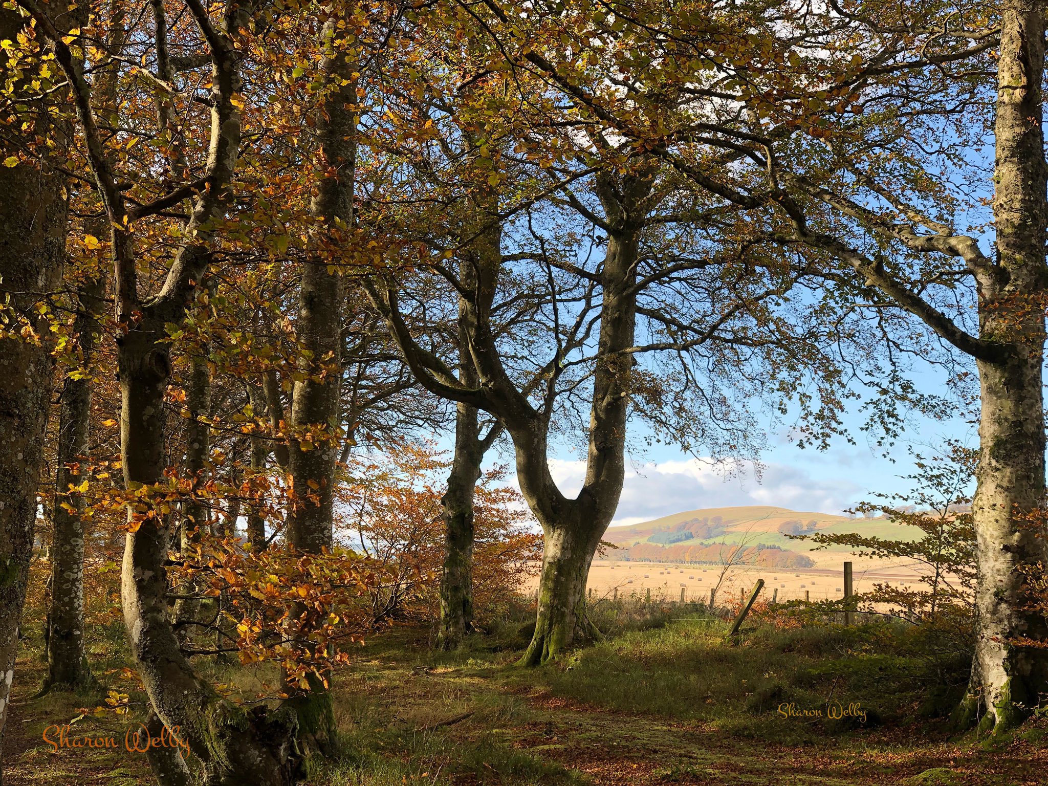 Kate’s Wood Angus by Sharon Welby @sharonspictures