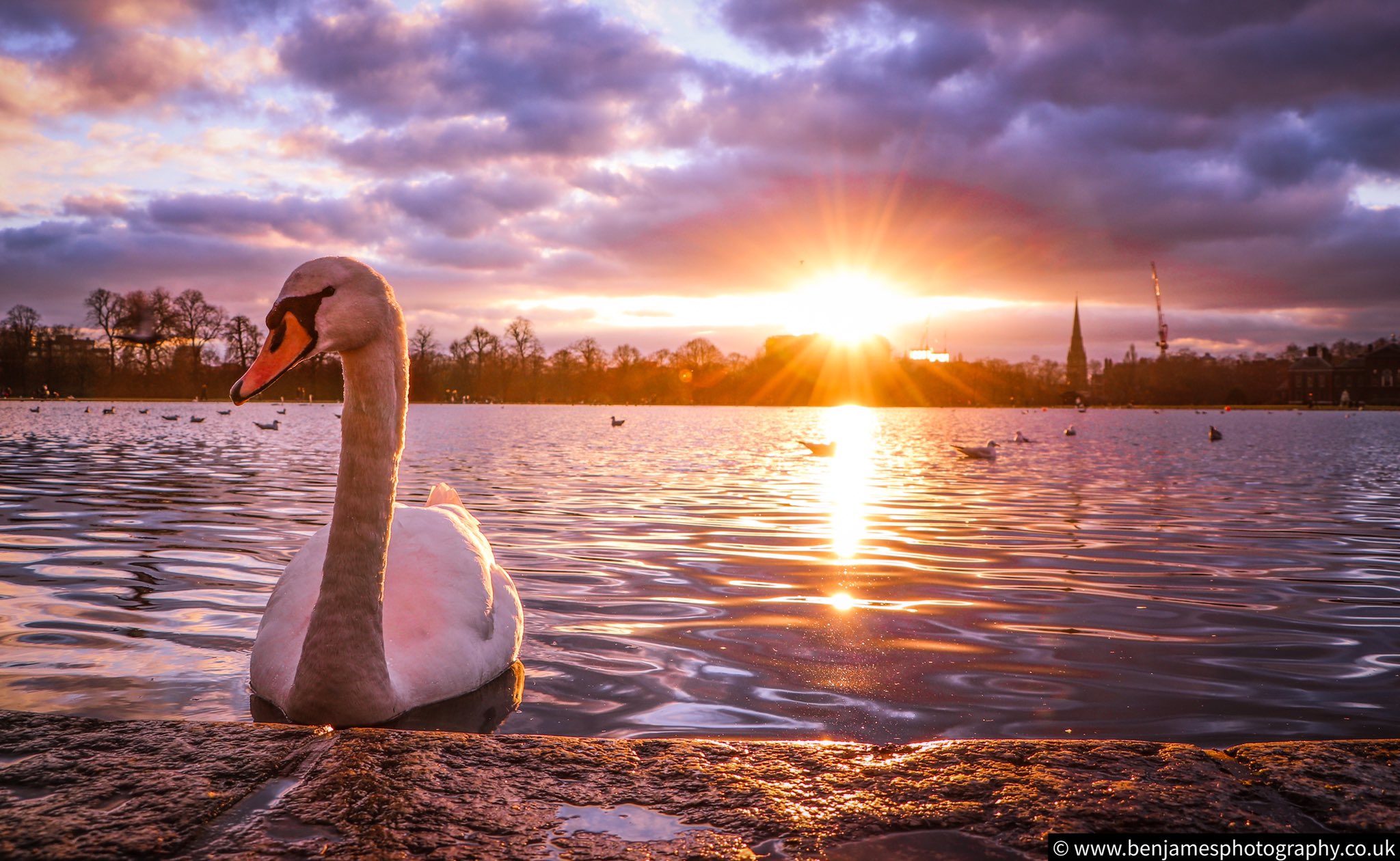 Swan at Kensington Palace at sunset by Ben James Photography @BenJamesPhotos