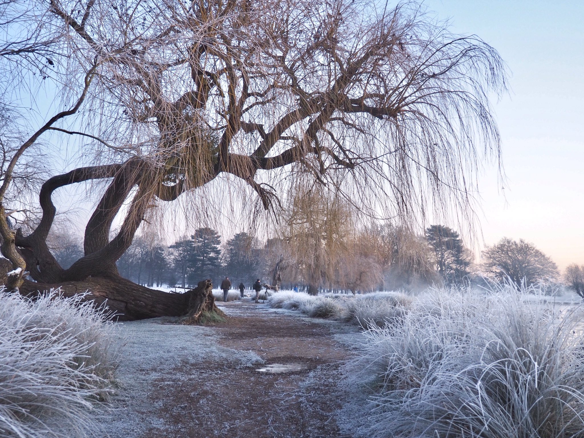 Winter wonderland at Bushy Park Teddington by Ruth Wadey @ruths_gallery