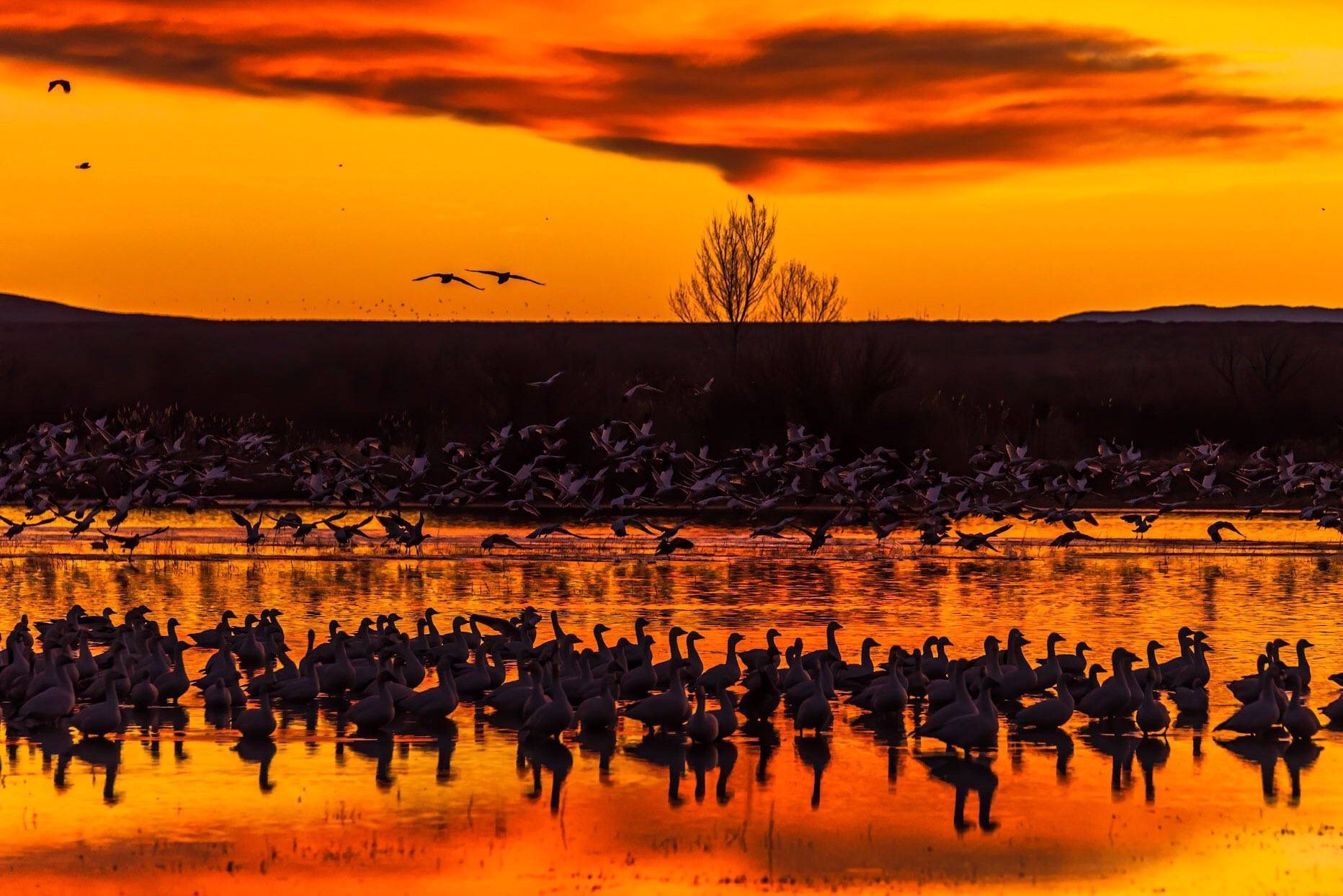 2nd Place A colorful sky moments before sunrise at Bosque del Apache National Wildlife Refuge by Michael Ryno Photo @mnryno34