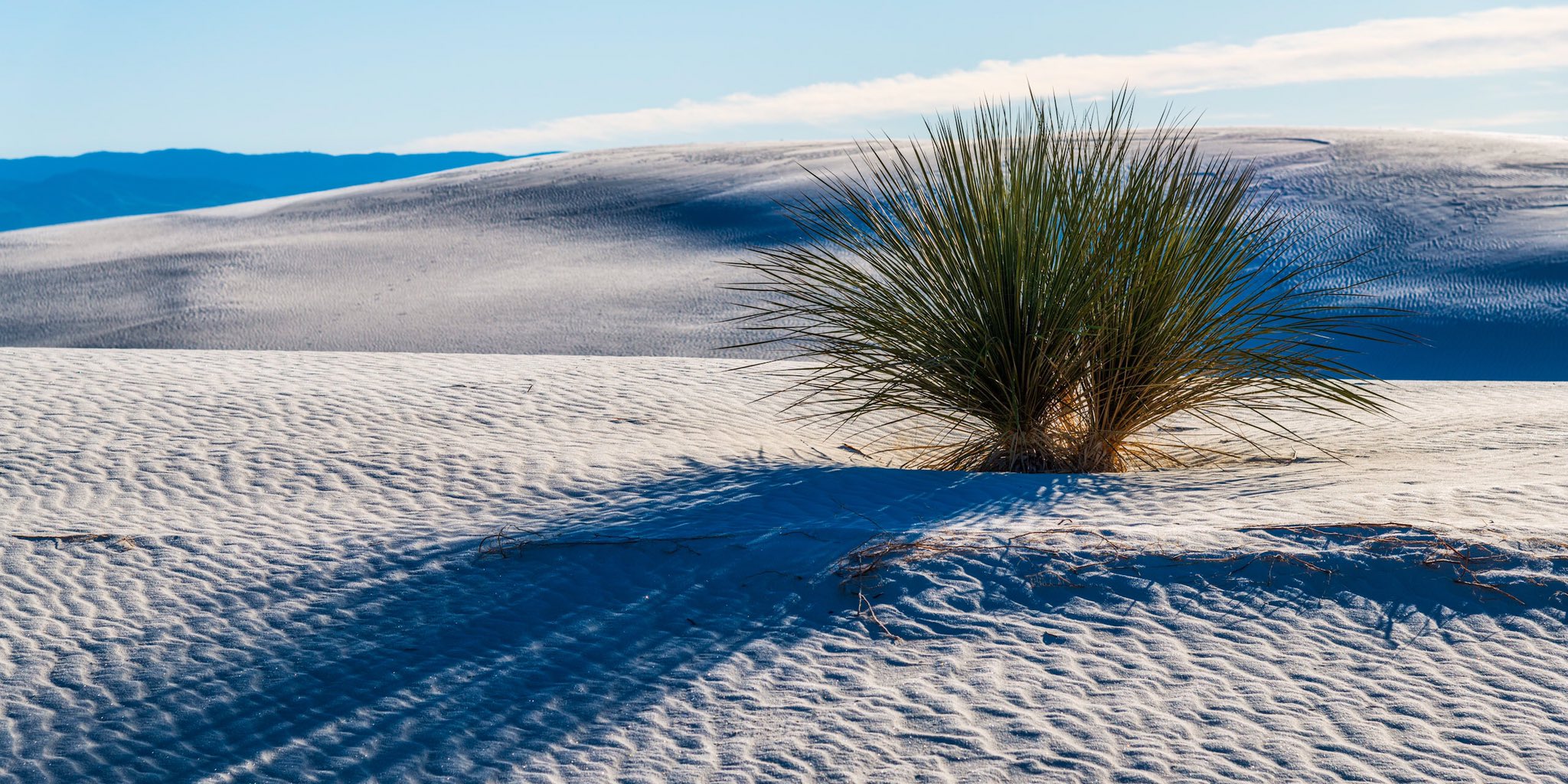 2nd Place Yucca plant at White Sands National Park in New Mexico by Michael Ryno Photo @mnryno34