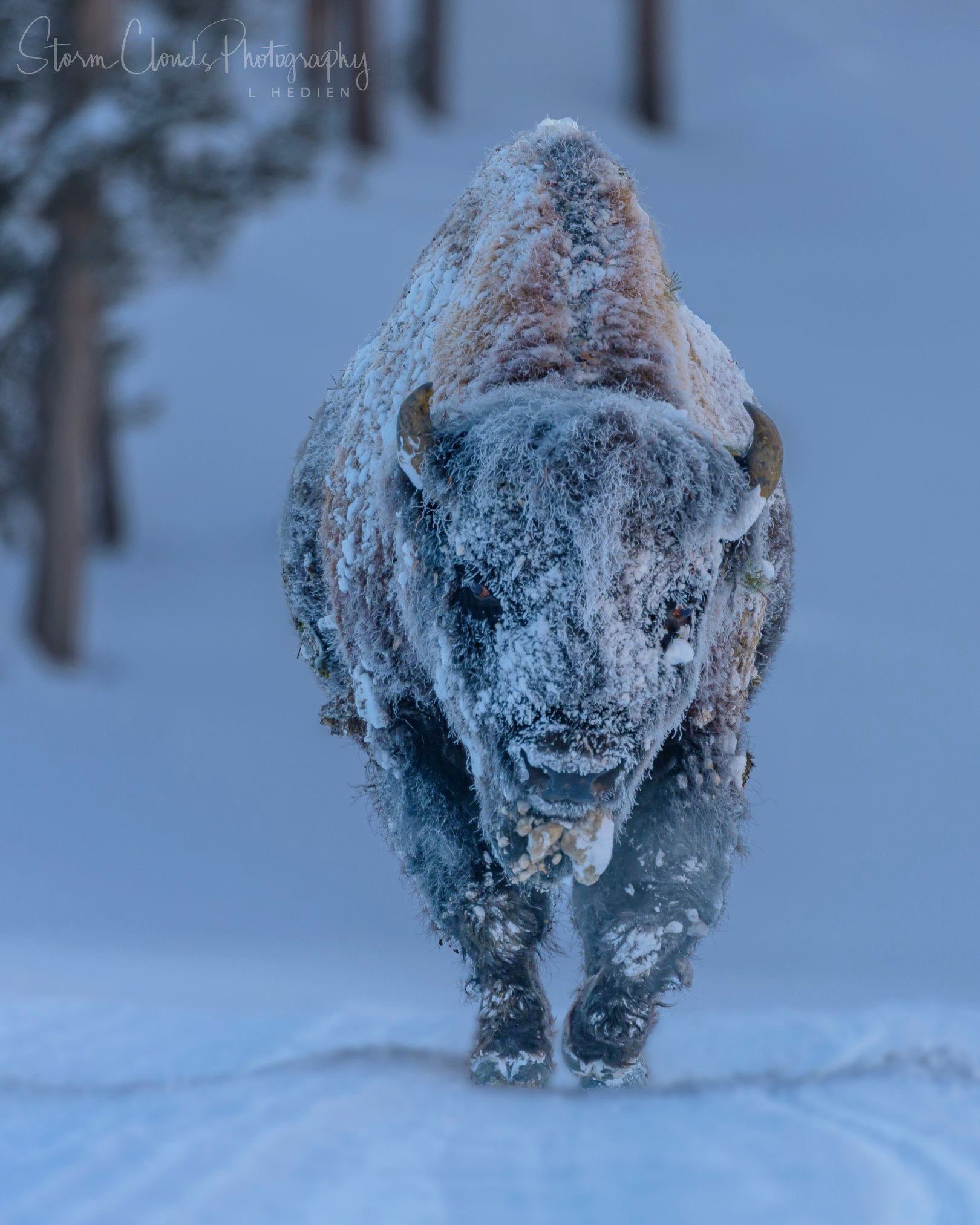 1st Place A frosty bison in Yellowstone by Laura Hedien- Storm Clouds Photography @lhedien