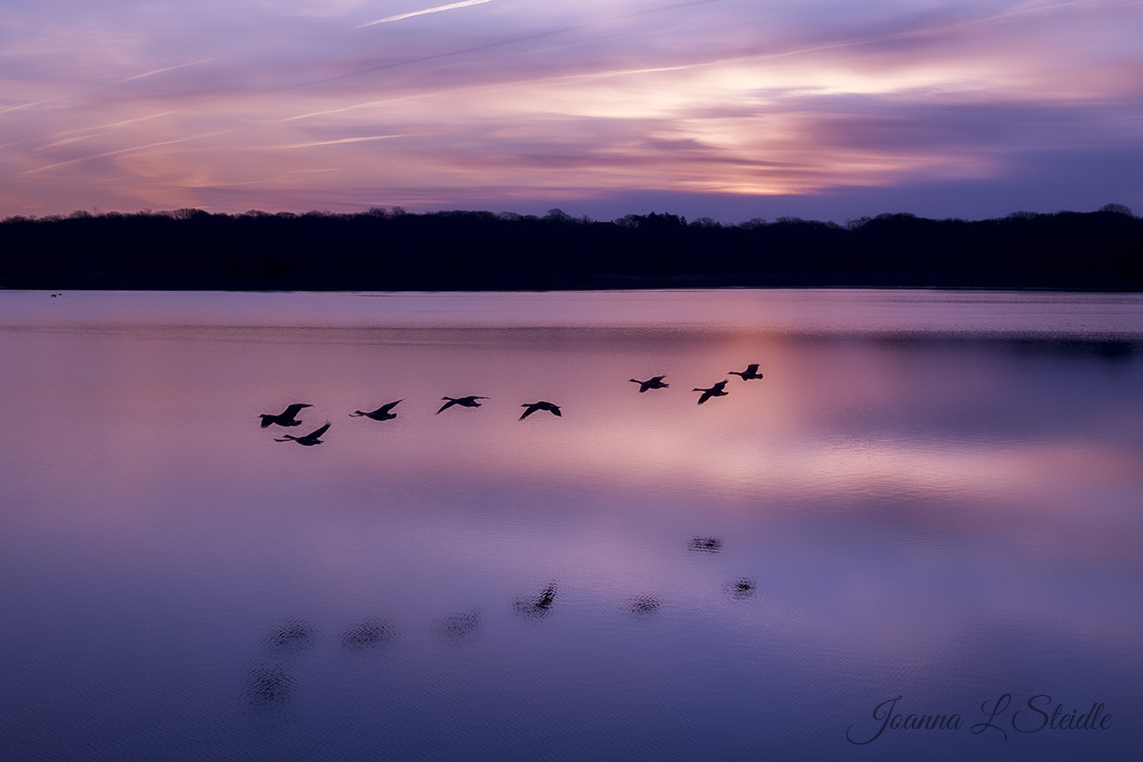 2nd Place Geese over Southampton NY by Joanna L Steidle @HamptonsDrone