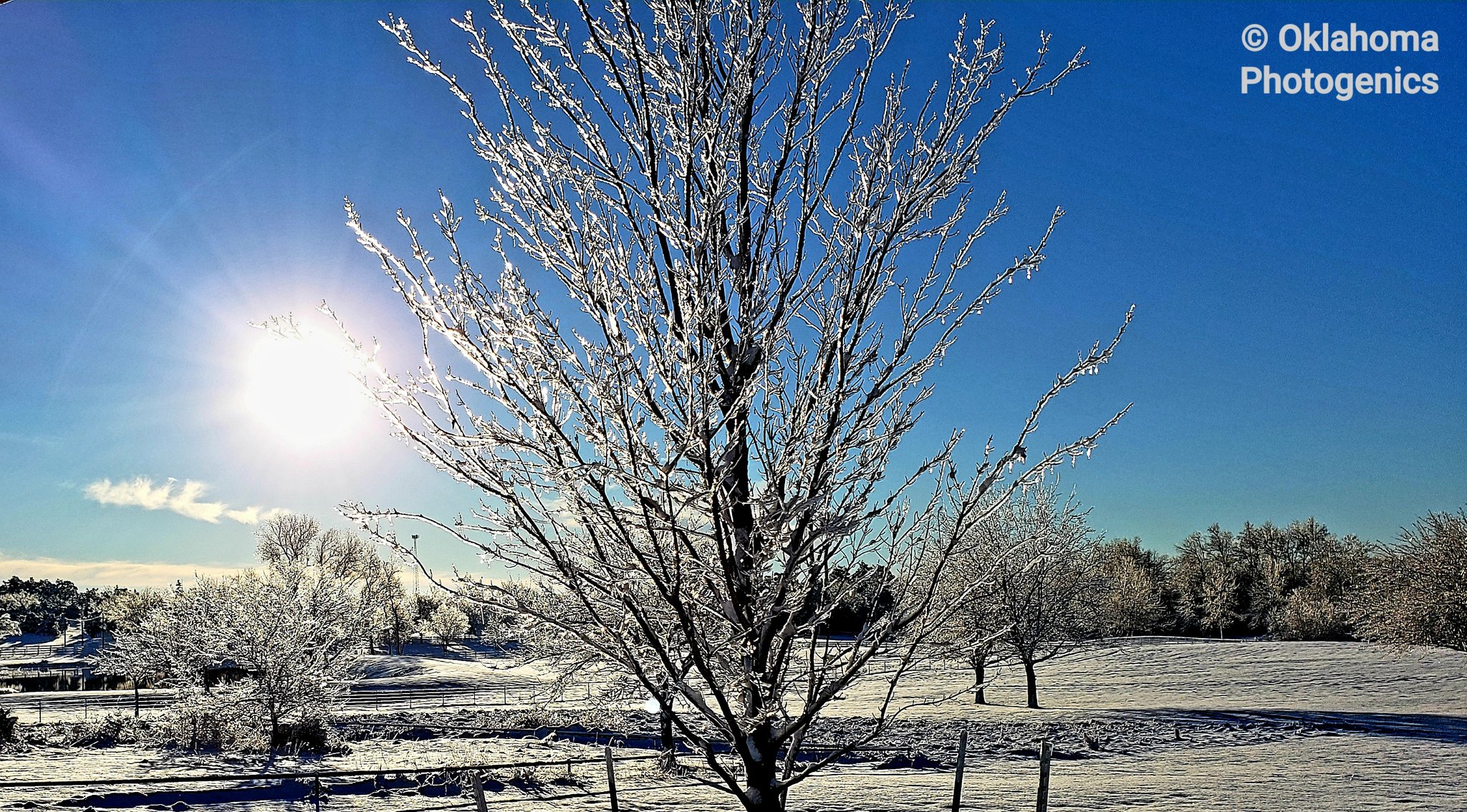 3rd Place The Glass Tree taken in Newcastle OK one morning after snowfall by Lee Kuhlman @leekuhlman