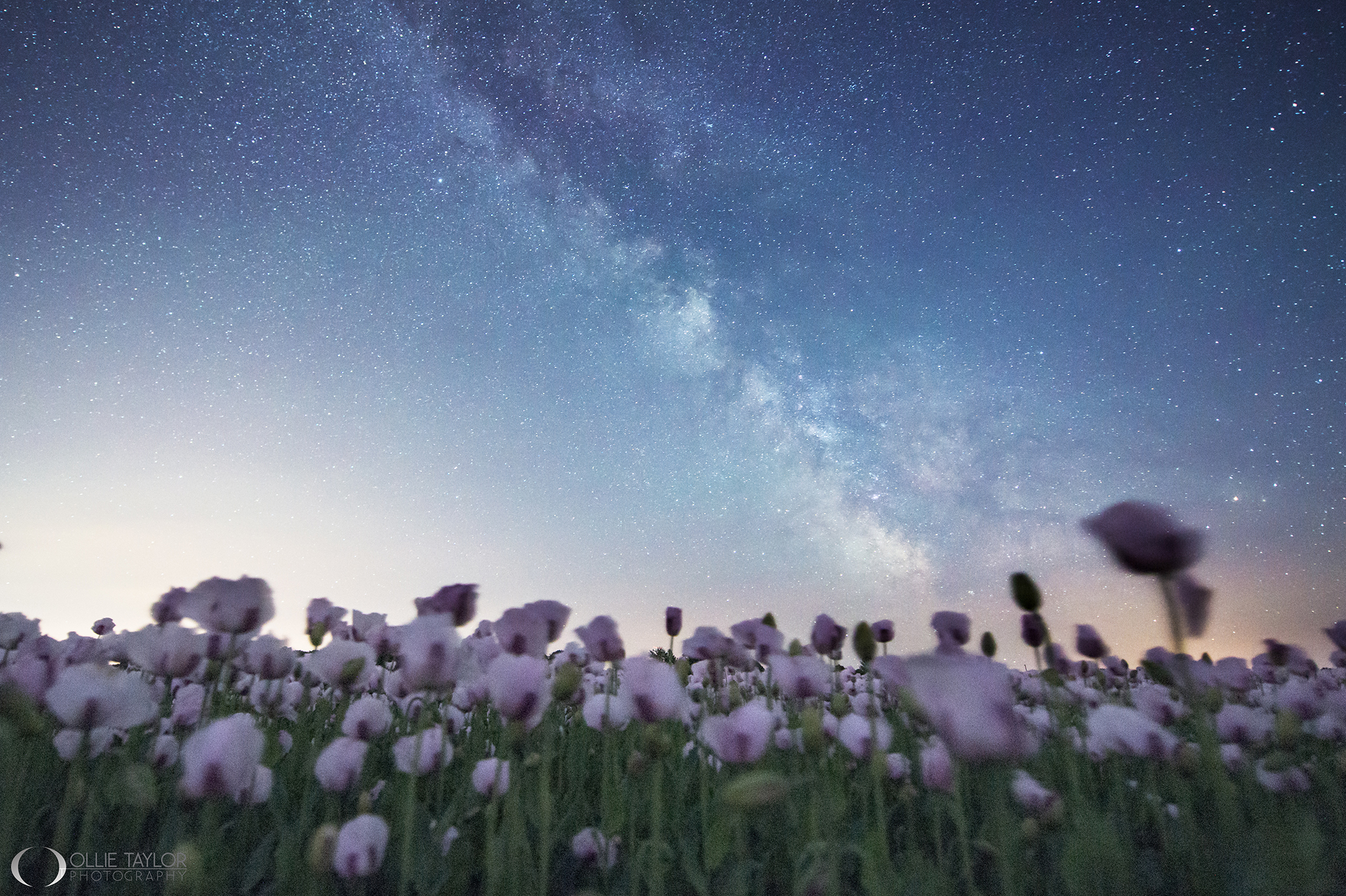 Opium Poppies in Dorset by Ollie Taylor @OllieTPhoto