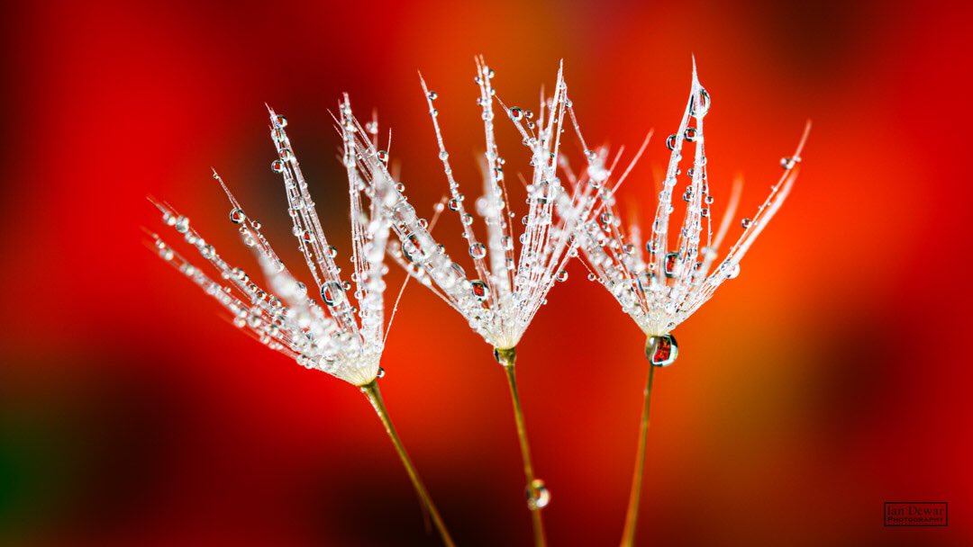 1st Place water on dandelions by iandewarphotography @iandewarphoto