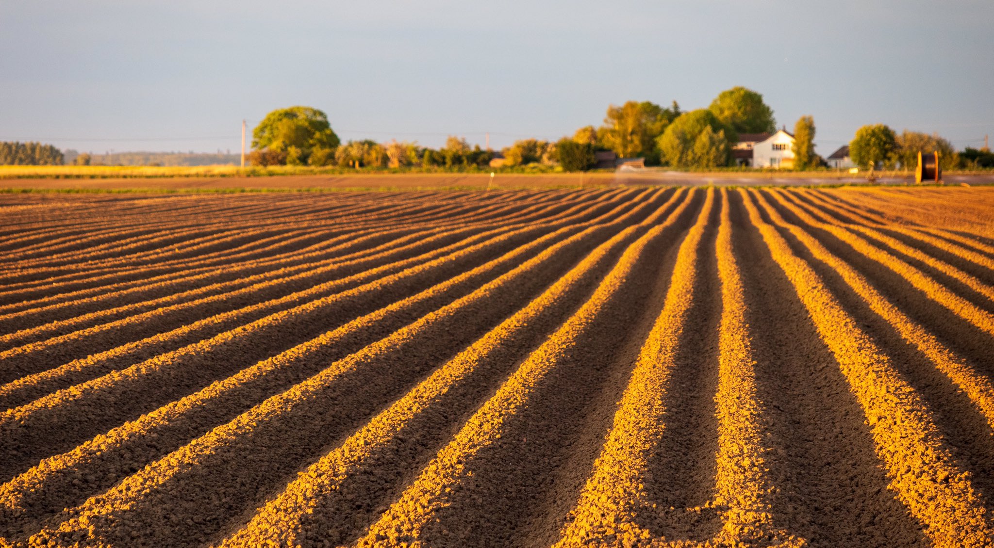 2nd Place Evening sun catching on the potato furrows on the Cambridgeshire Fens by Glynis Pierson @glynpierson