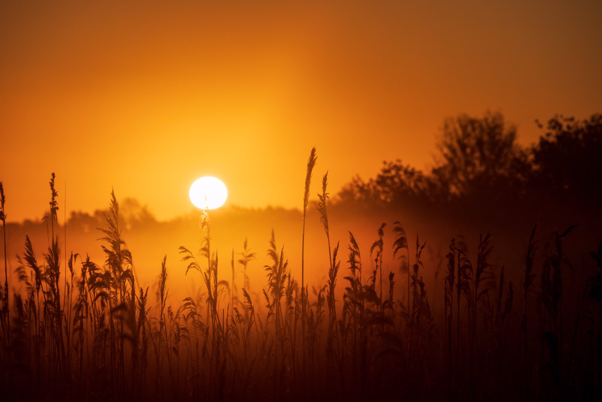 2nd Place Golden light shining through the reeds on Burwell Fen by Glynis Pierson @glynpierson
