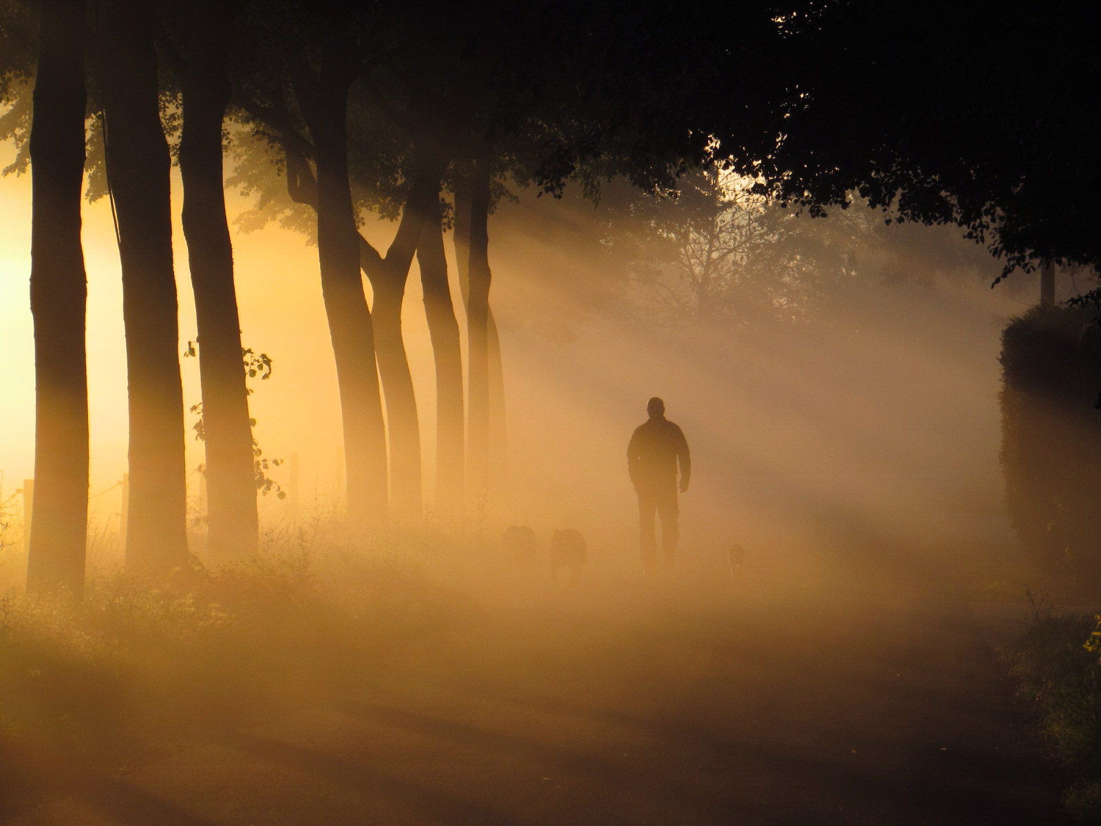 2nd Place Walking into a magic sunrise in the Netherlands by Carina Lichtenberg @70_carina