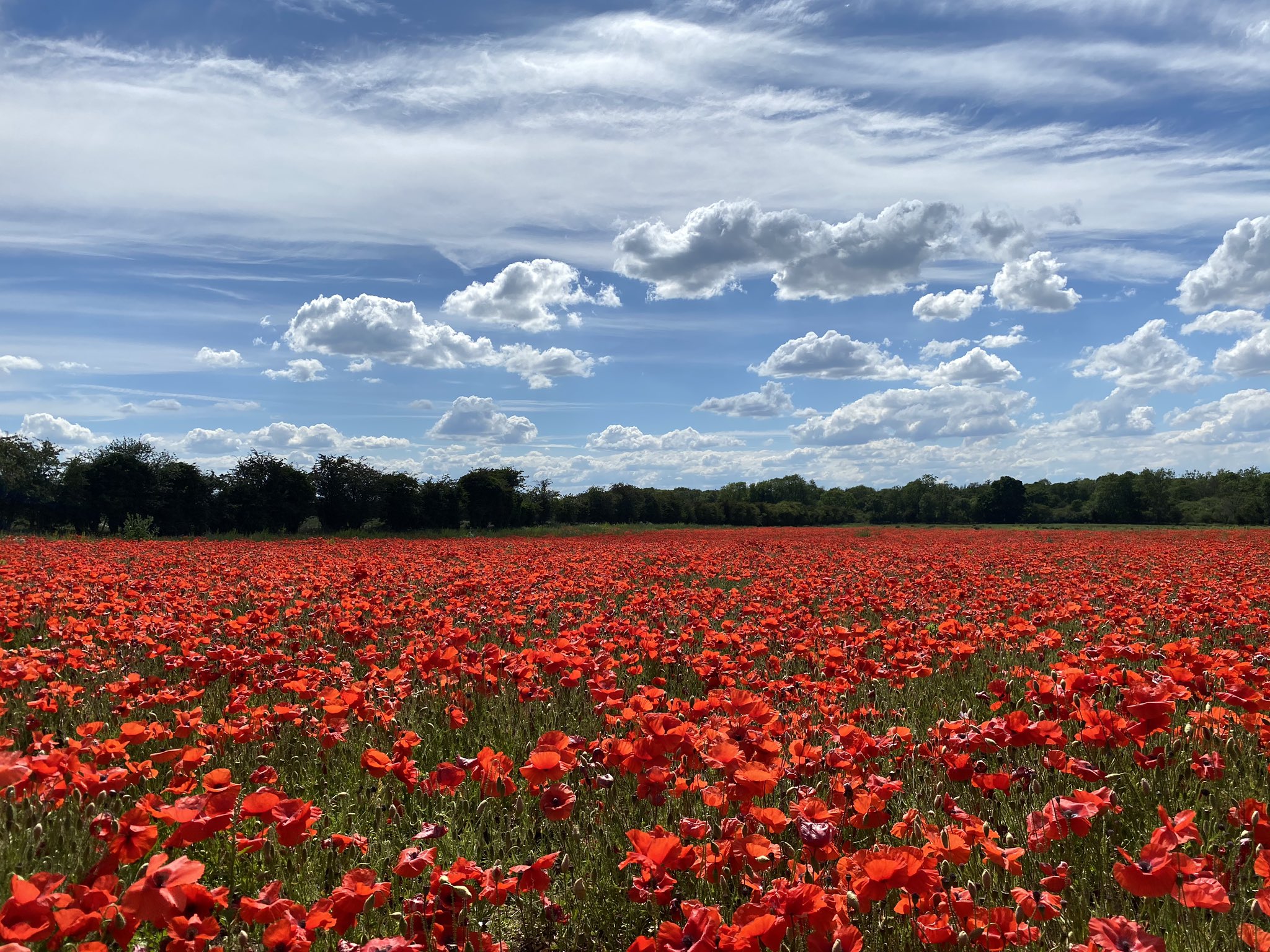 3rd Place A short trip into Norfolk from Cambridgeshire to see the fields of poppies on this beautiful summer’s day by @glynpierson