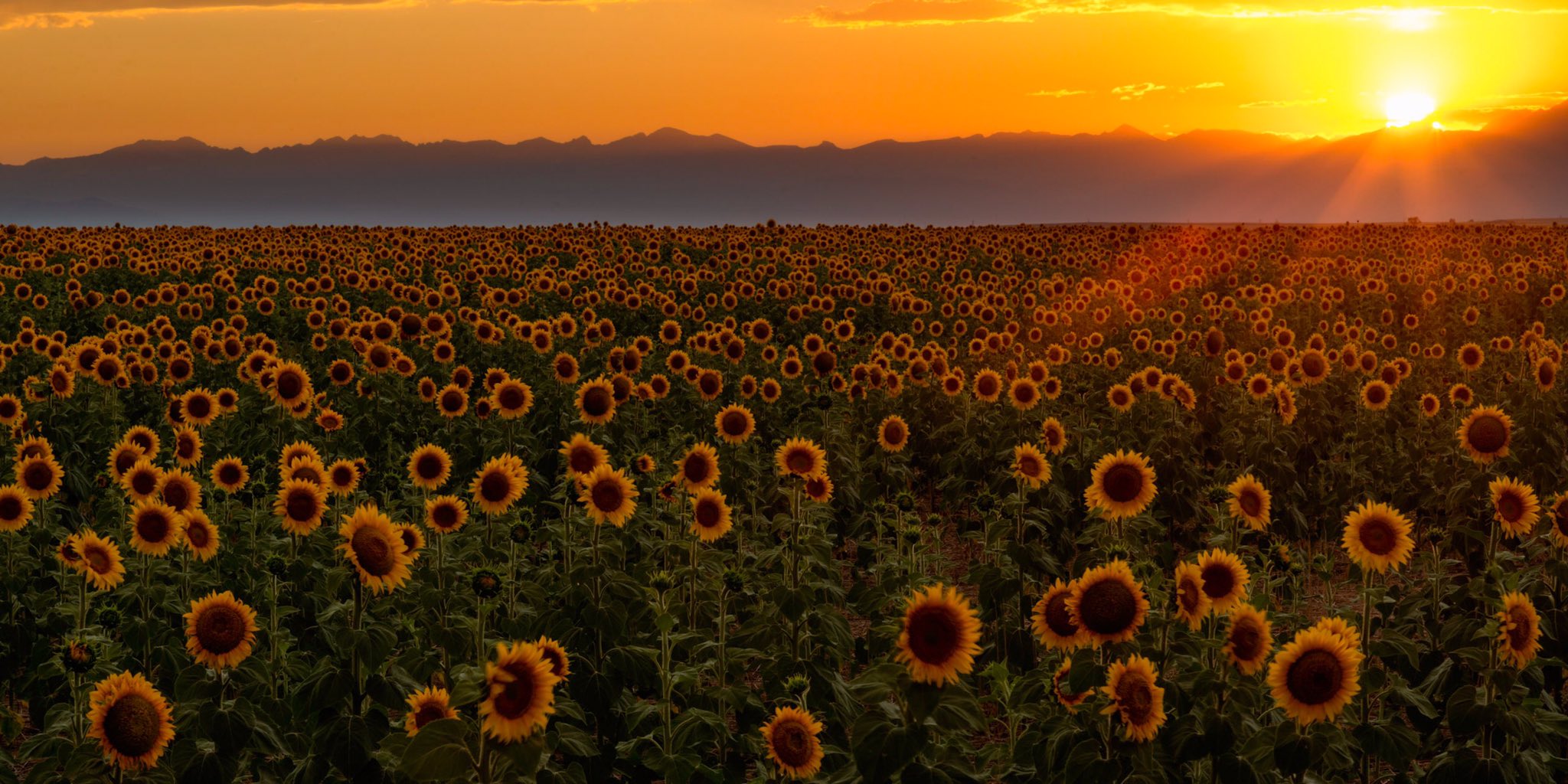 3rd Place Sunset over Sunflowers near Denver, Colorado by Michael Ryno @mnryno34