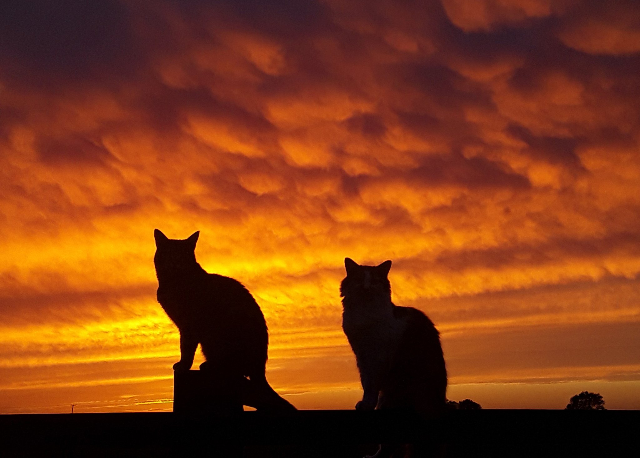 3rd Place Silhouettes with the afterglow in Cambridgeshire by Christine Mitchell @chris_alpacas