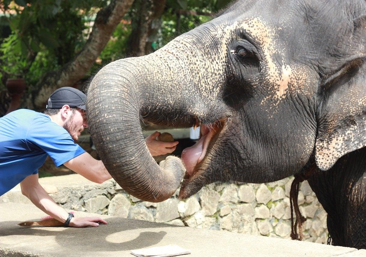 Zack Green with elephant