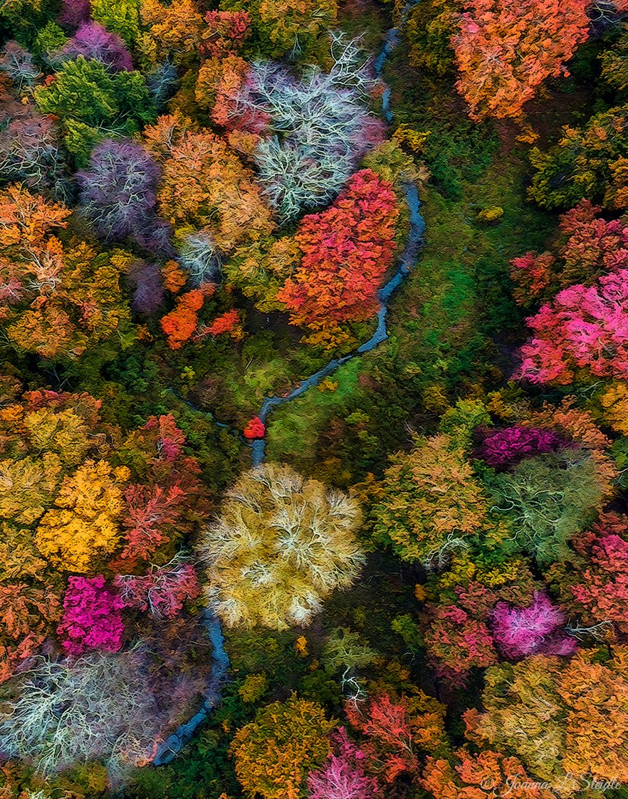 1st Place Autumn at Alewife', from Alewife Drain, Southampton NY by Joanna L Steidle @HamptonsDrone