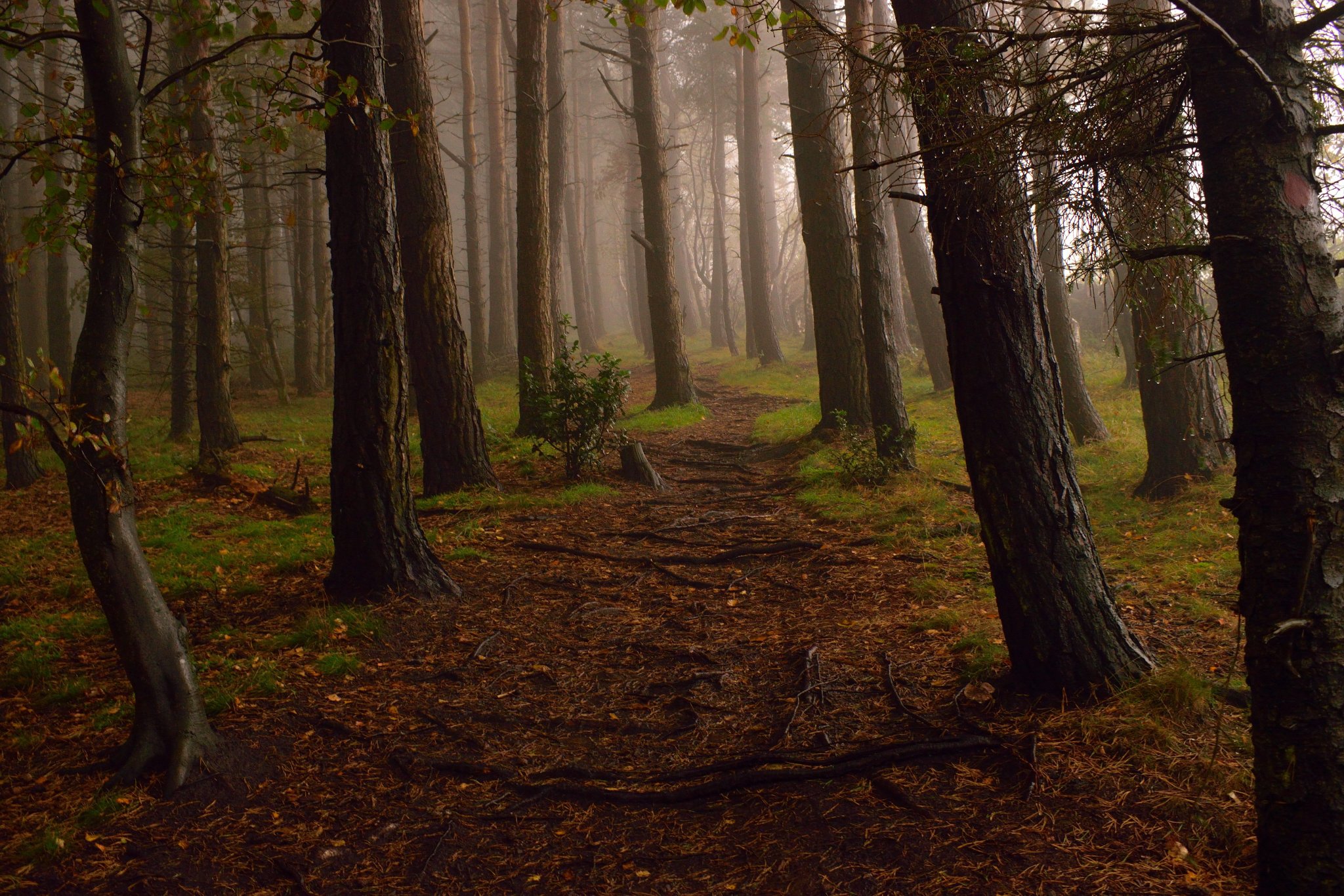 2nd Place Wolfstones Wood near Meltham, Huddersfield by Jane Brook @jayceb19