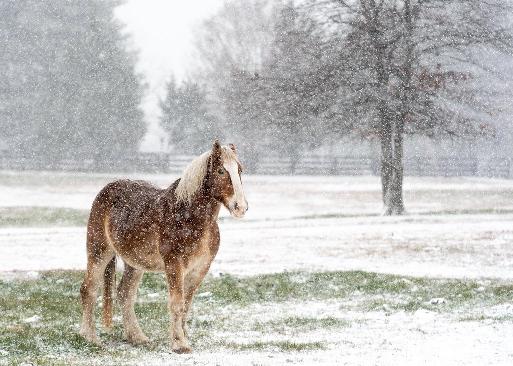 1st Place Snowy scene during Nor’easter from Herndon, Virginia by John Ernst Photo @jcernstphoto