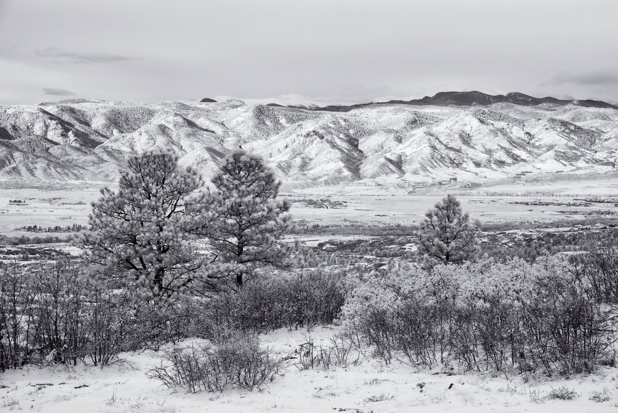 3rd Place Snowy morning in Castle Pines, Colorado by Michael Ryno Photo @mnryno34