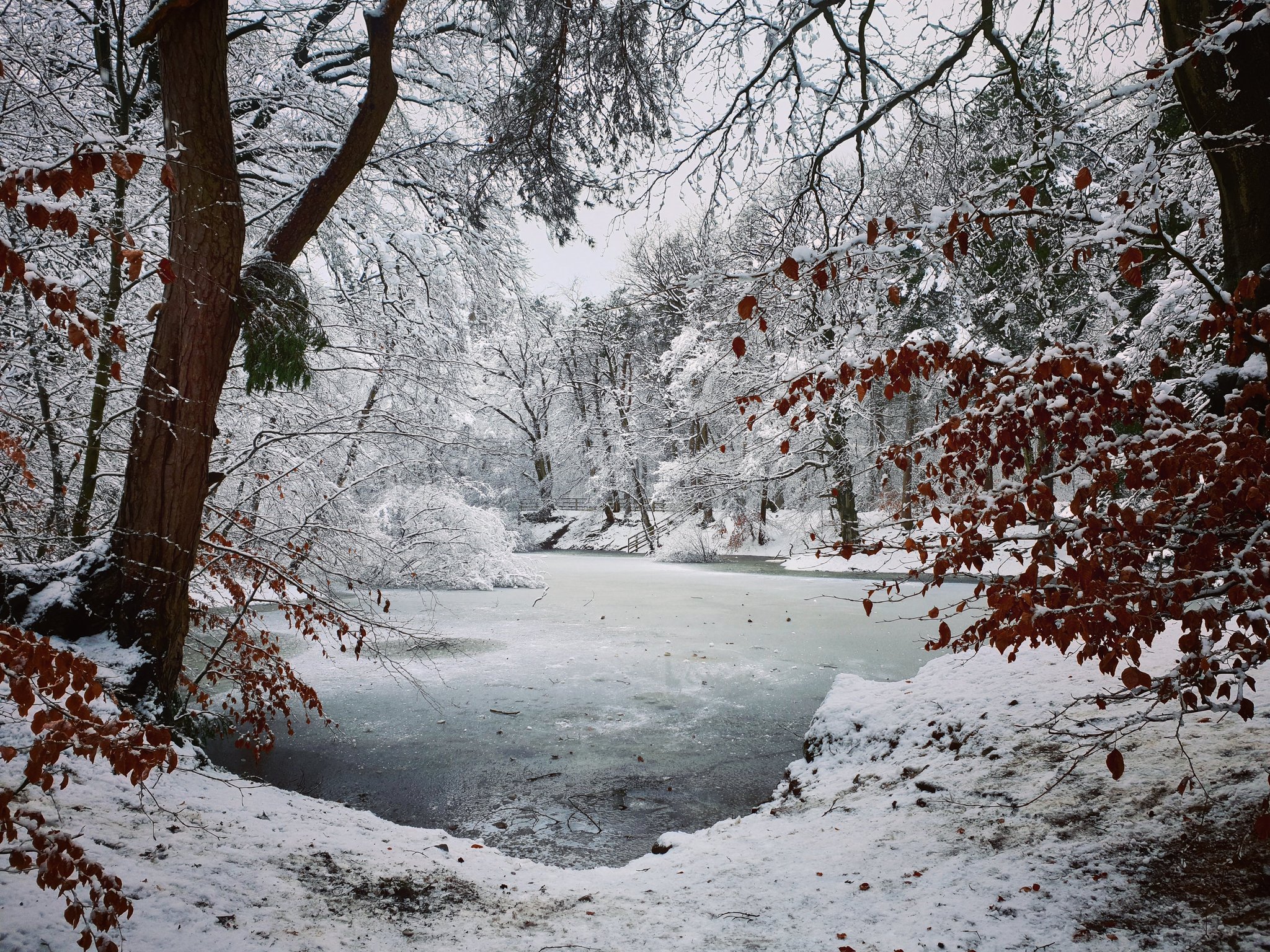 3rd Place ‘Harvey's Place: Snow Day’ - Hookstone Woods, Harrogate by Rachel Auty @marketerach