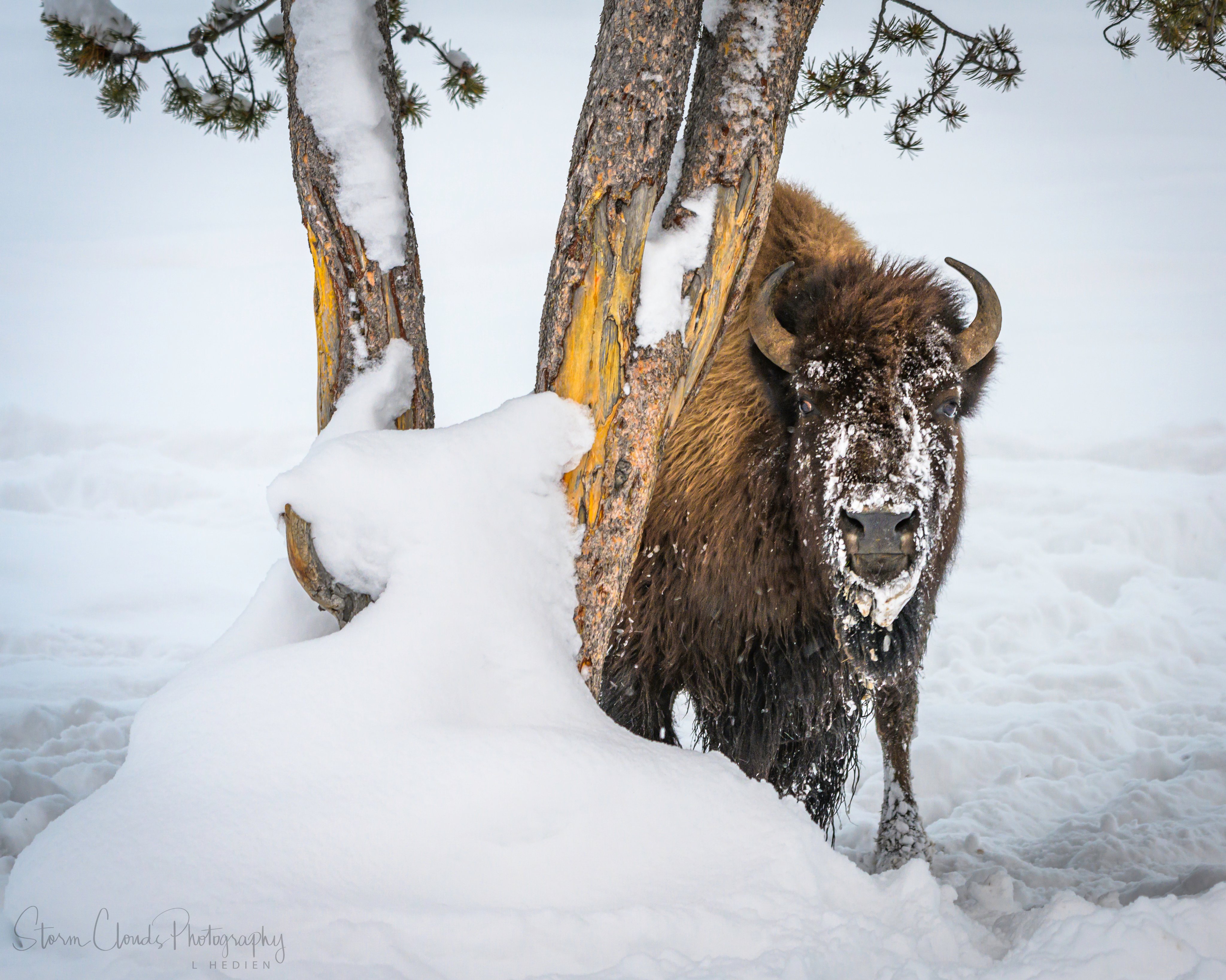 3rd Place Large, brown bison in Yellowstone National Park by Laura Hedien @lhedien