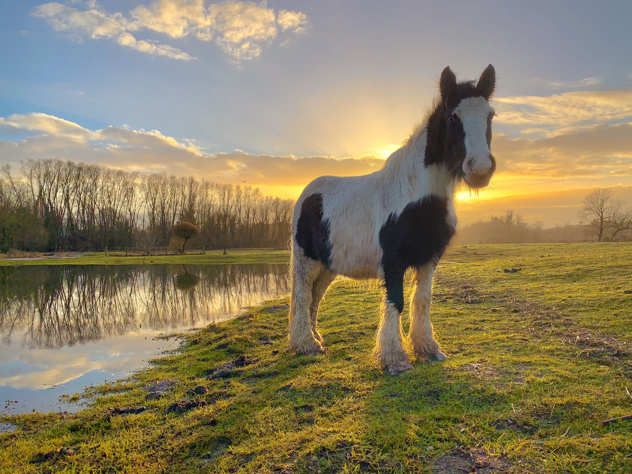 1st Place Grazing horse at sunset near the lake in Colney, Norfolk by WalkingTractor @TractorWalking