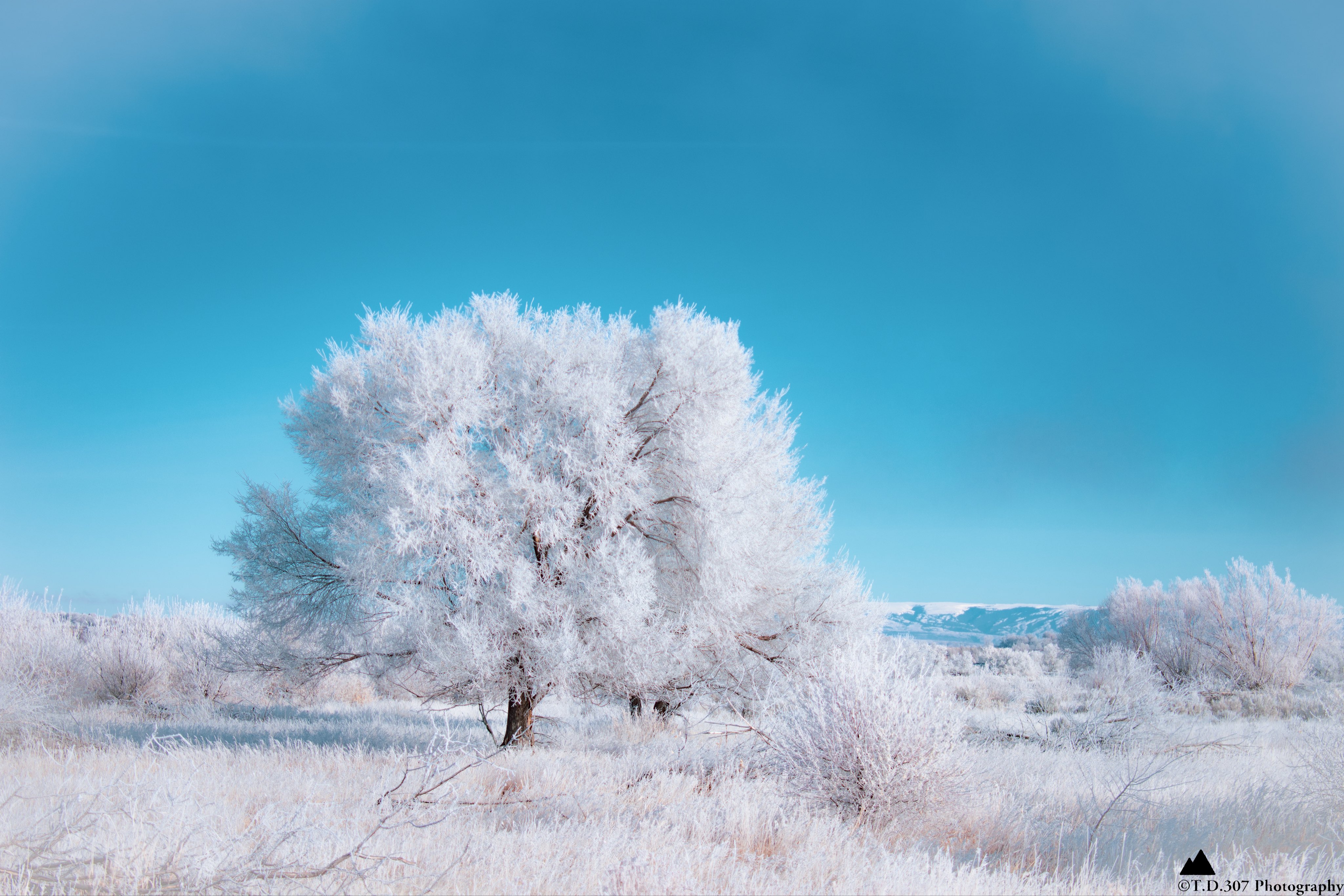 2nd Place Hoar frost blankets Northwest Wyoming by T.D.307 Photography @TonyD2155