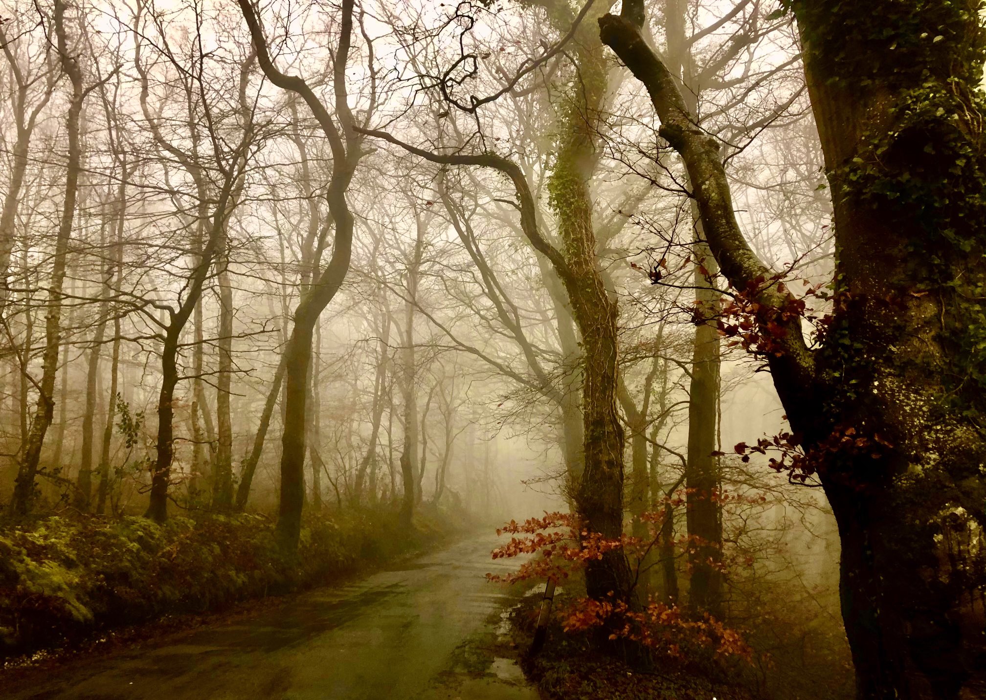 3rd Place A foggy Haldon Forest in Devon by Tracey’s Photos of Devon @TraceysPhotos